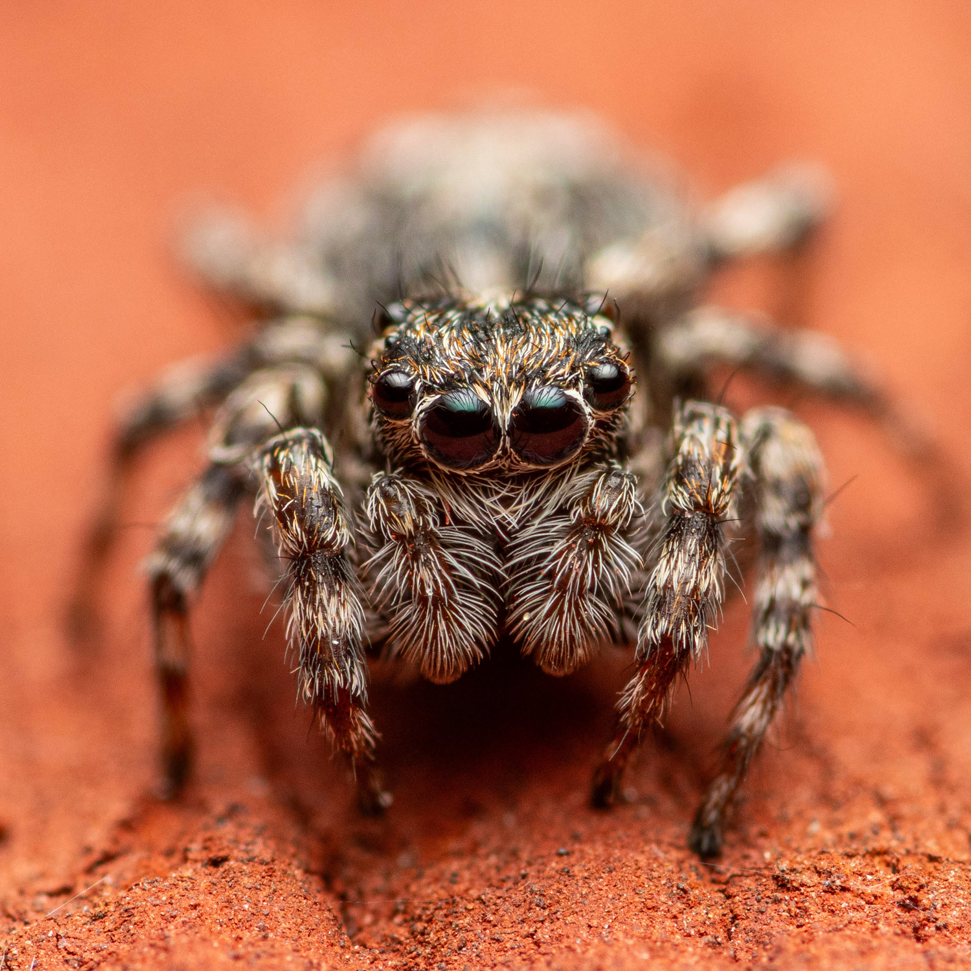 Seinätäplähypykki (31.7.2023)