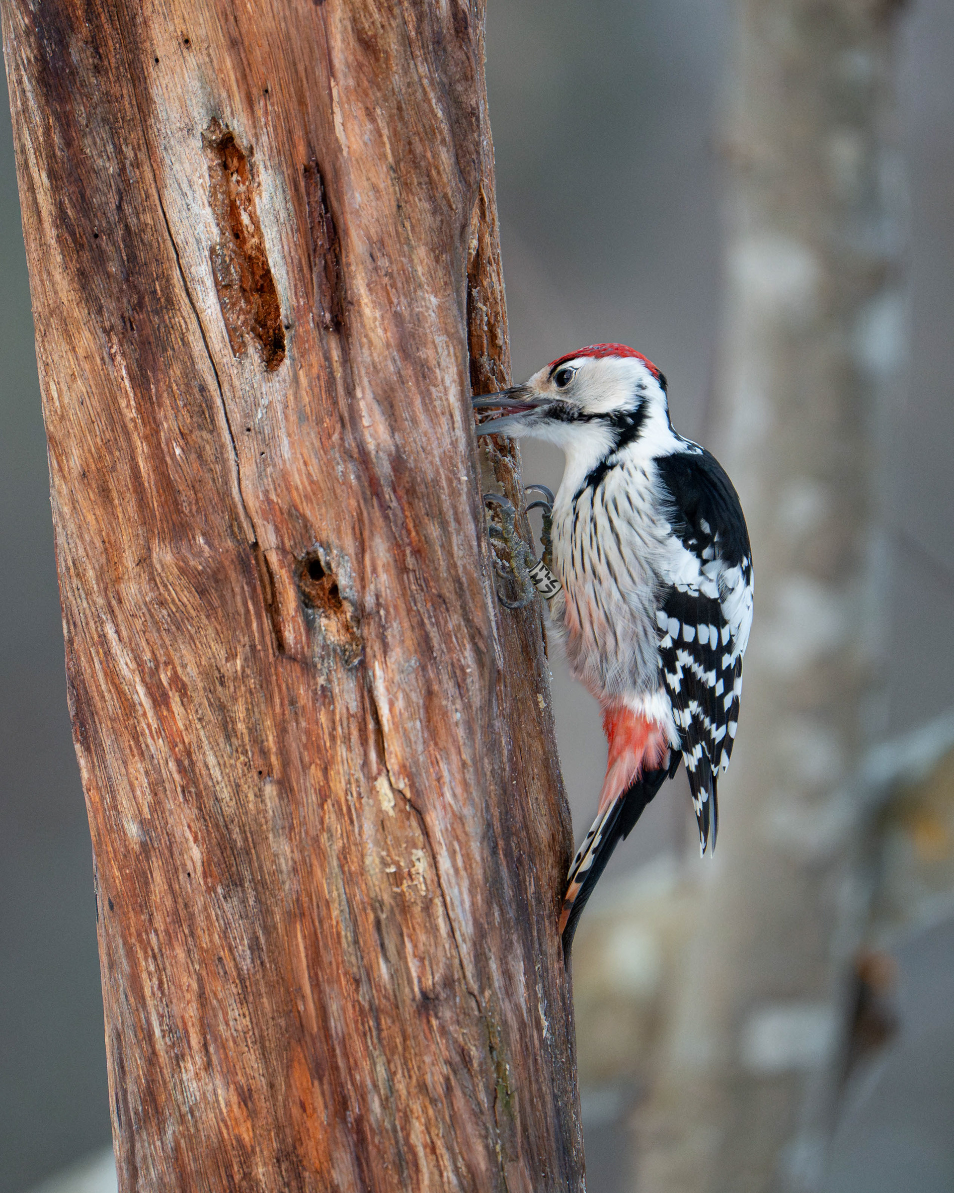 Valkoselkätikka (12.2024)