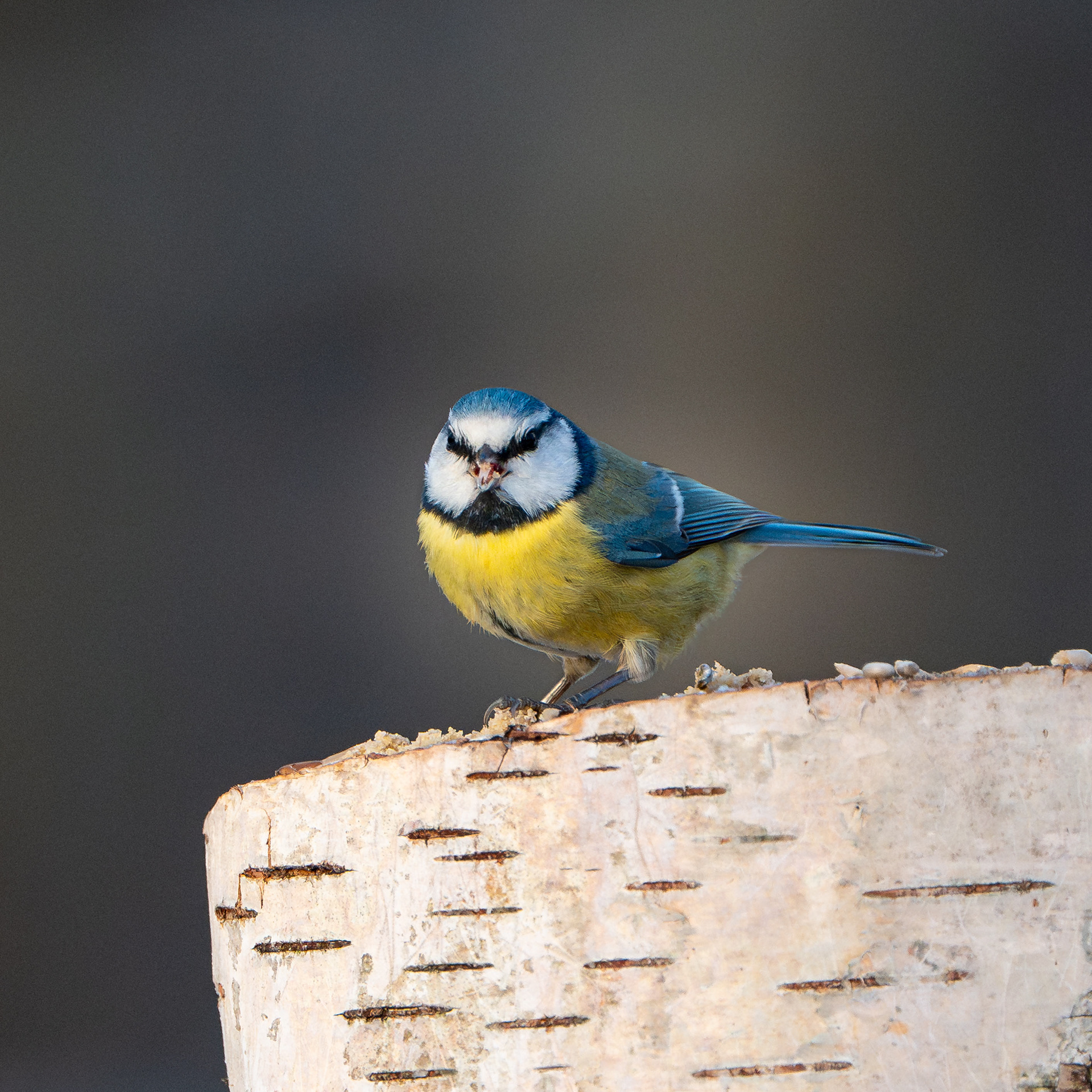 Sinitainen (12.2024)