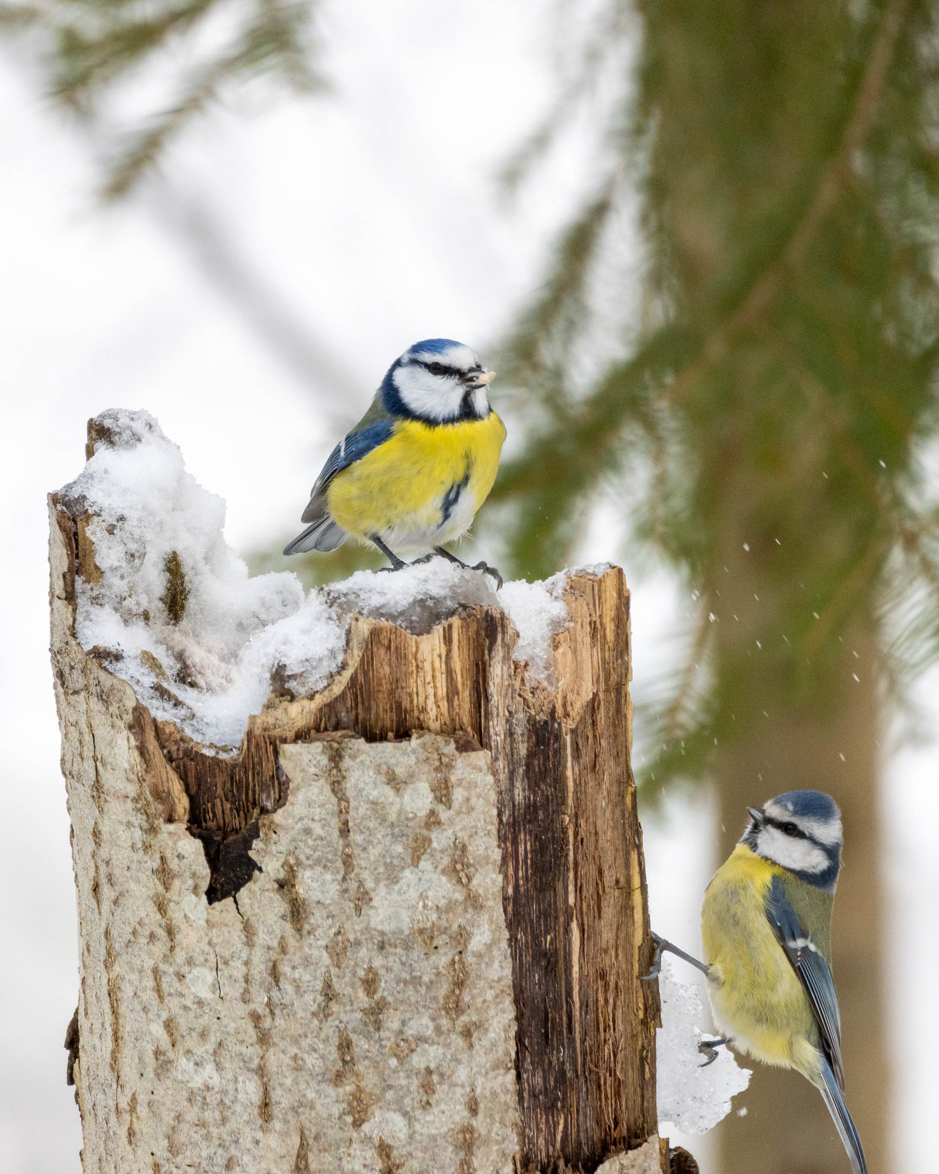 Sinitiaiset (2.2022)