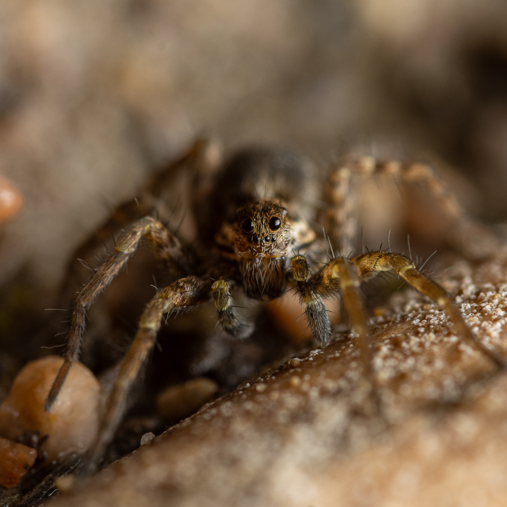 Juoksuhämähäkki (11.9.2021)