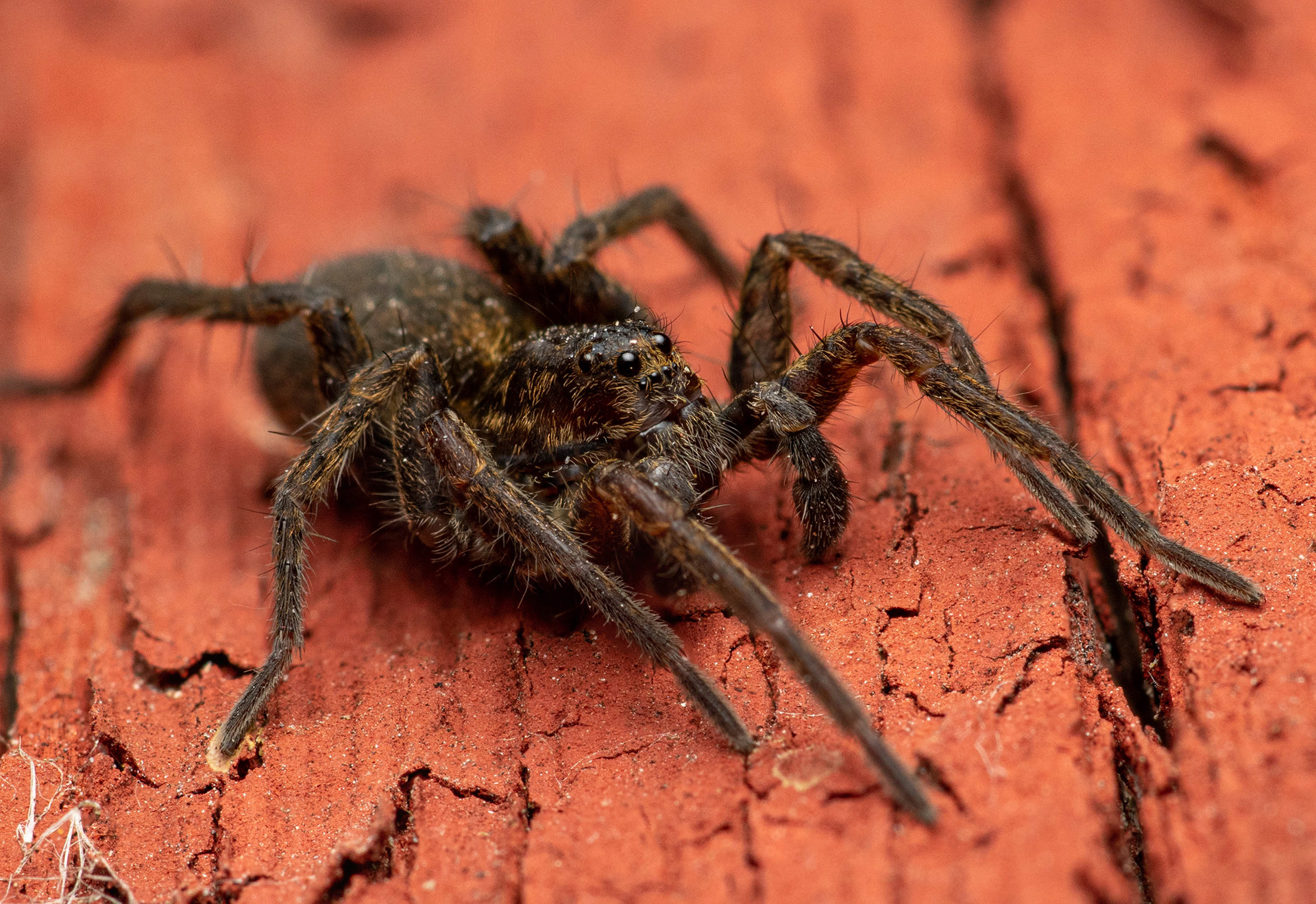 Juoksuhämähäkki (9.4.2023)