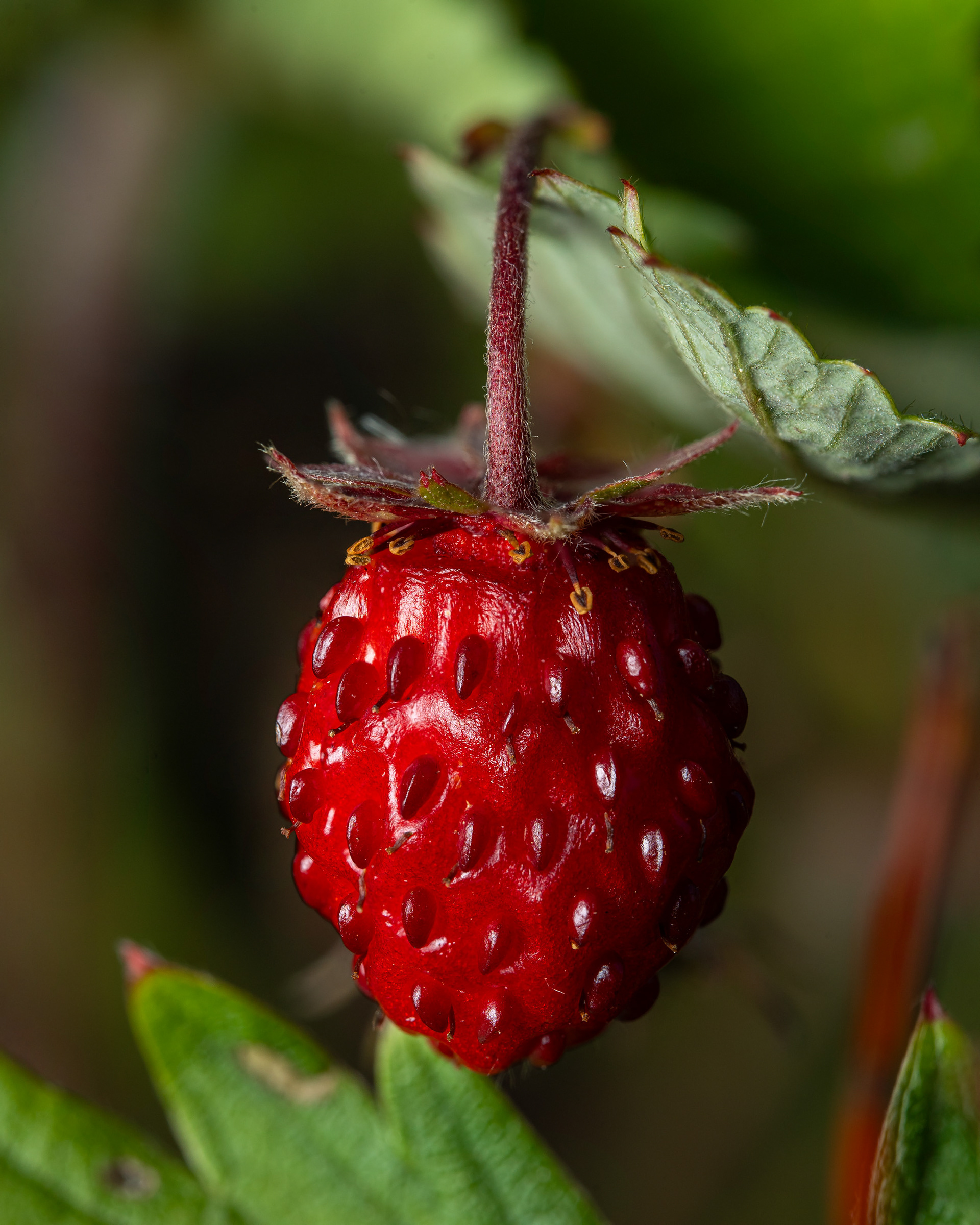 Metsämansikka (21.6.2024)