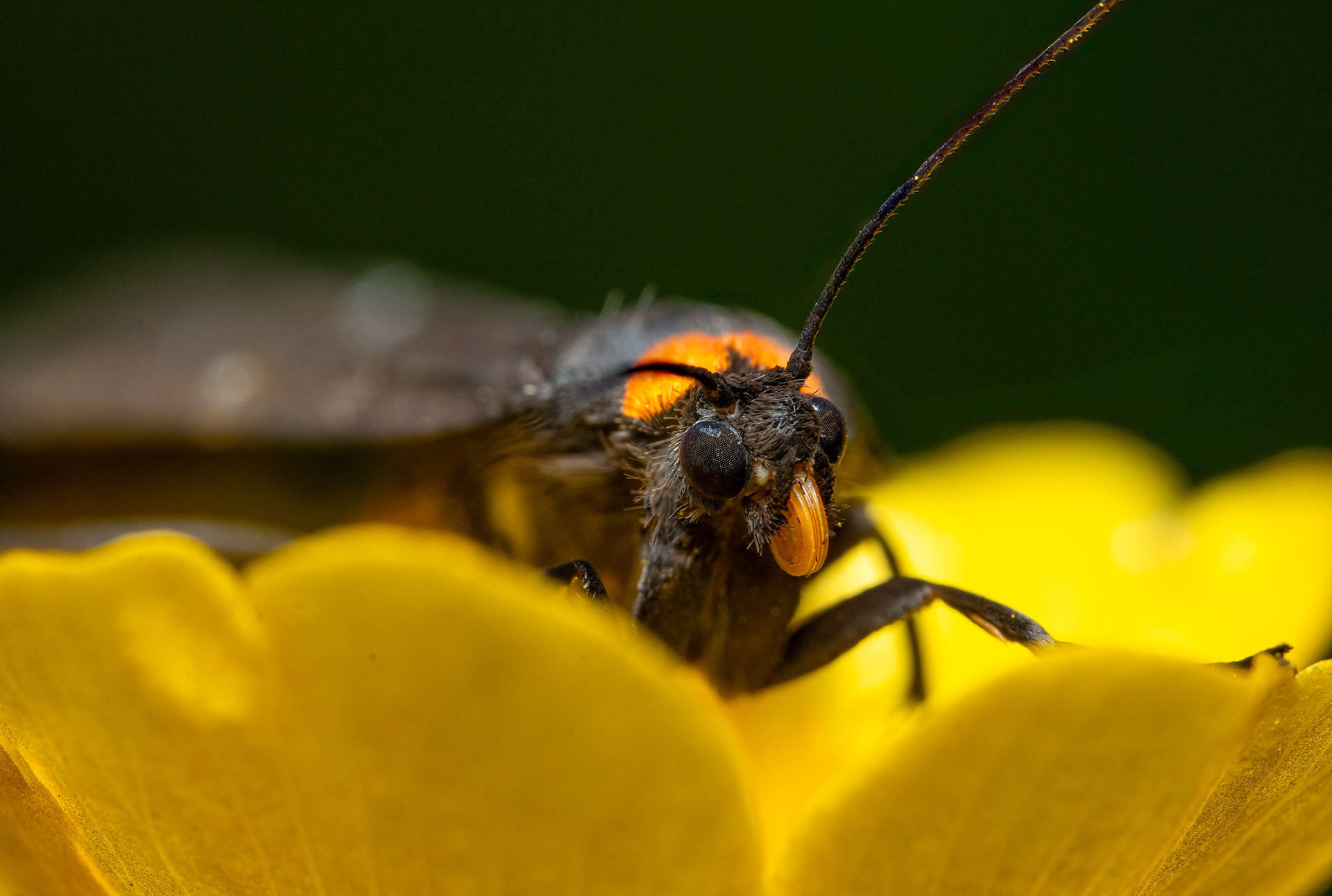 Nokisiipi (21.6.2024)