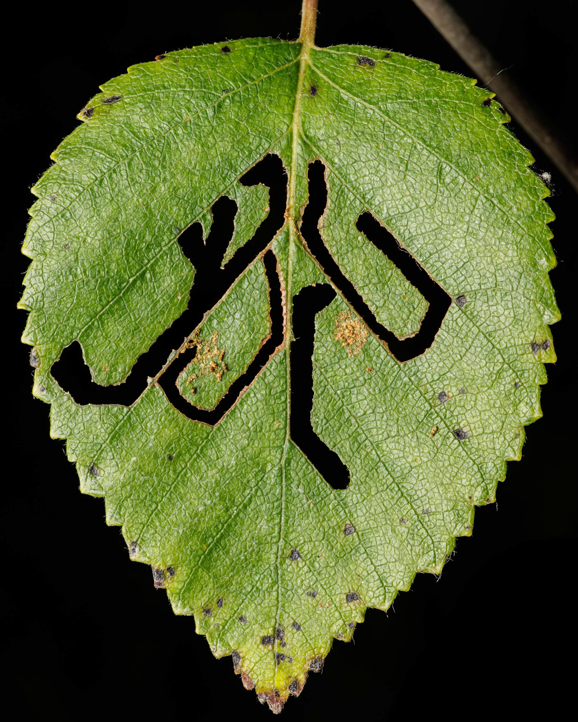 Hieskoivunlehti (27.7.2022)