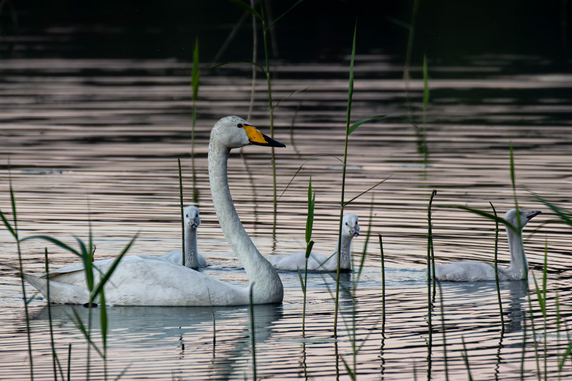 Laulujoutsenperhe (6.2022)