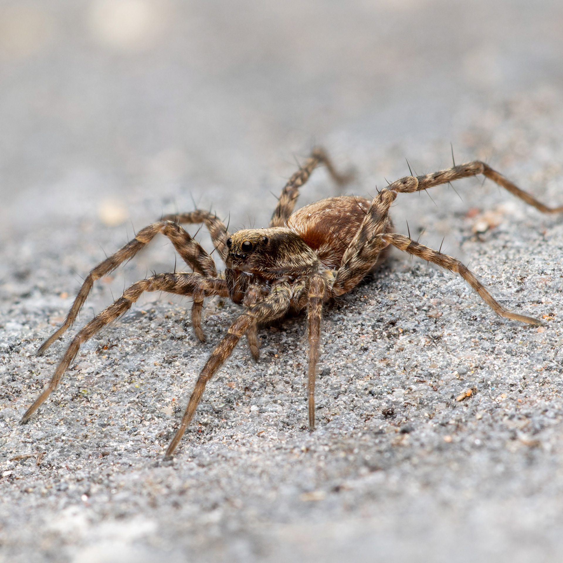 Juoksuhämähäkki (22.4.2022)