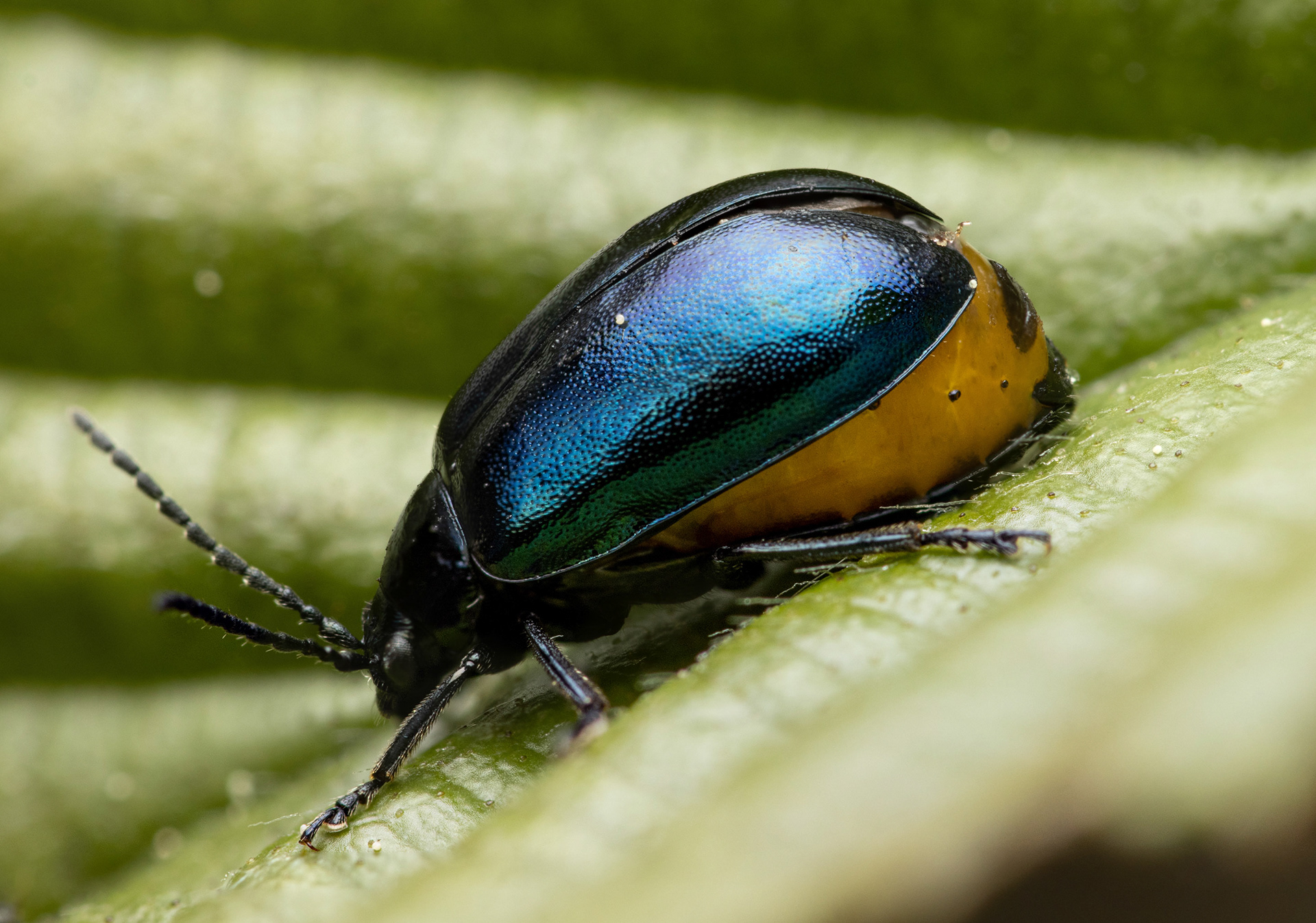 Idänlehtikuoriaisnaaras raskaana (28.5.2022)