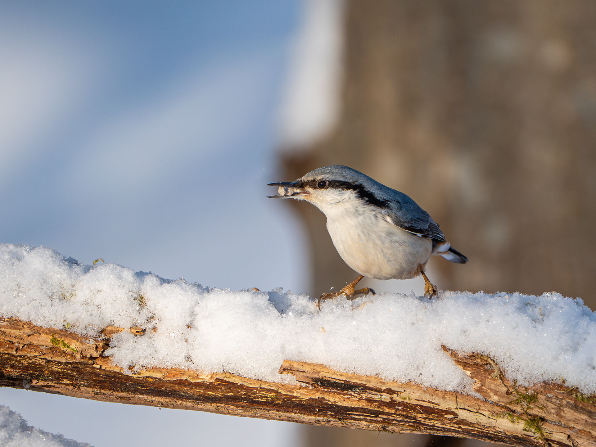 Pähkinänakkeli (2.2024)