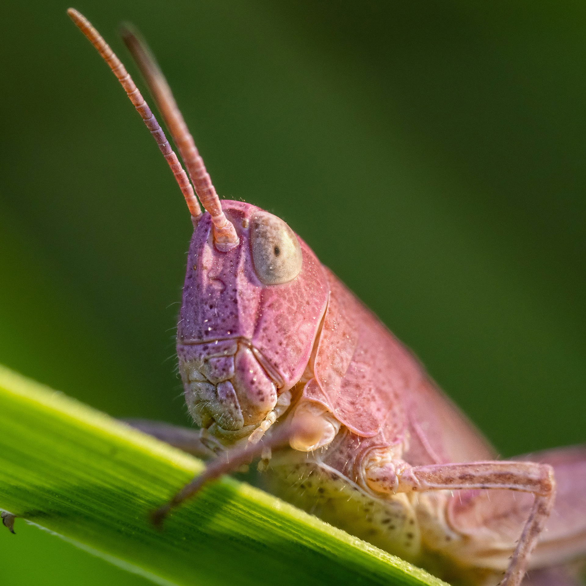 Vaaleanpunainen nuori heinäsirkka (19.7.2023)