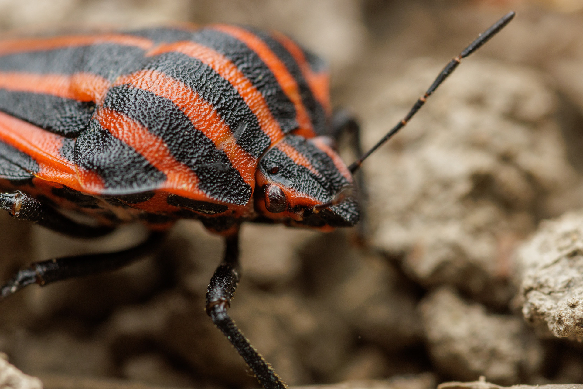 Pyjamalude (24.6.2022)