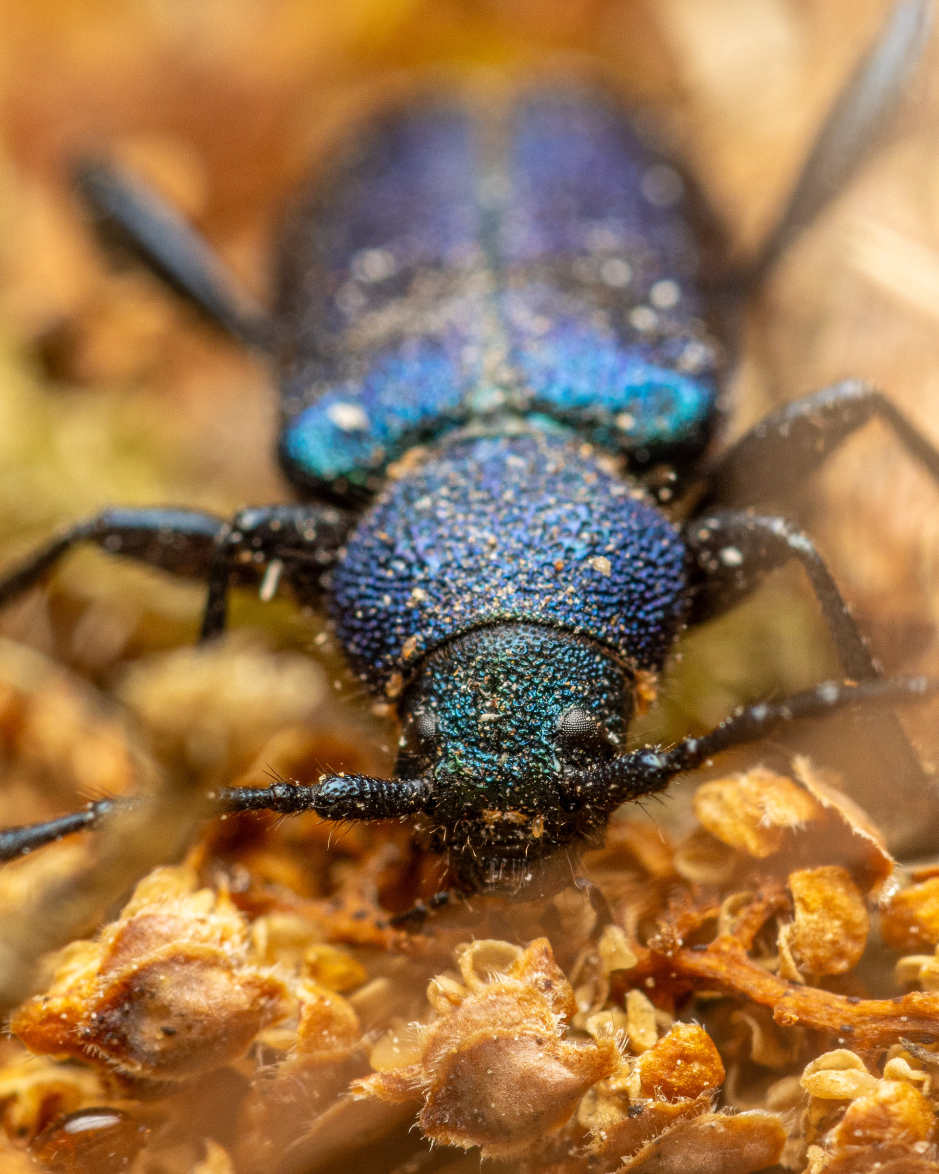 Papintappaja (17.6.2023)