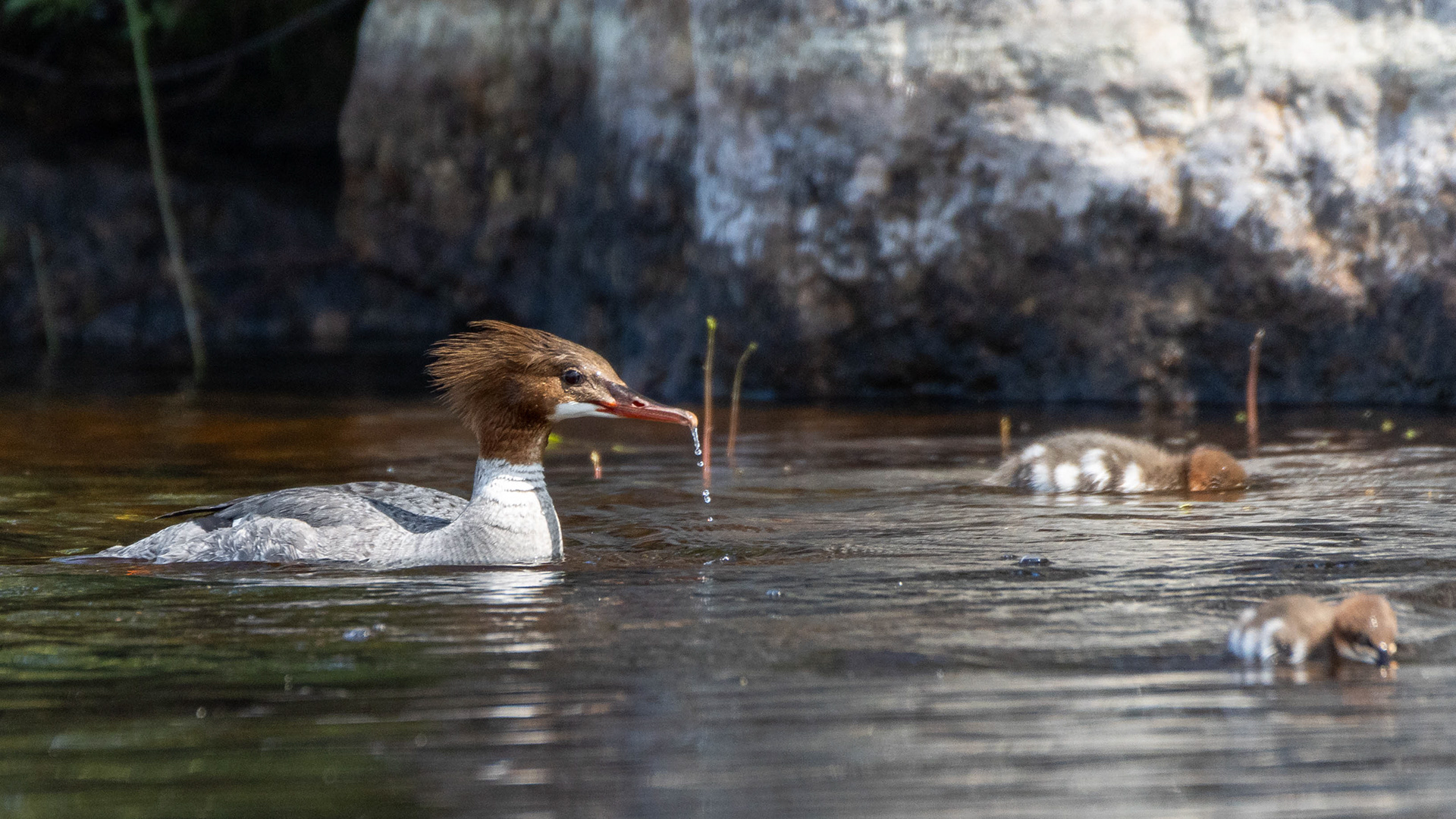Isokoskelonaaras ja poikaset (6.2021)