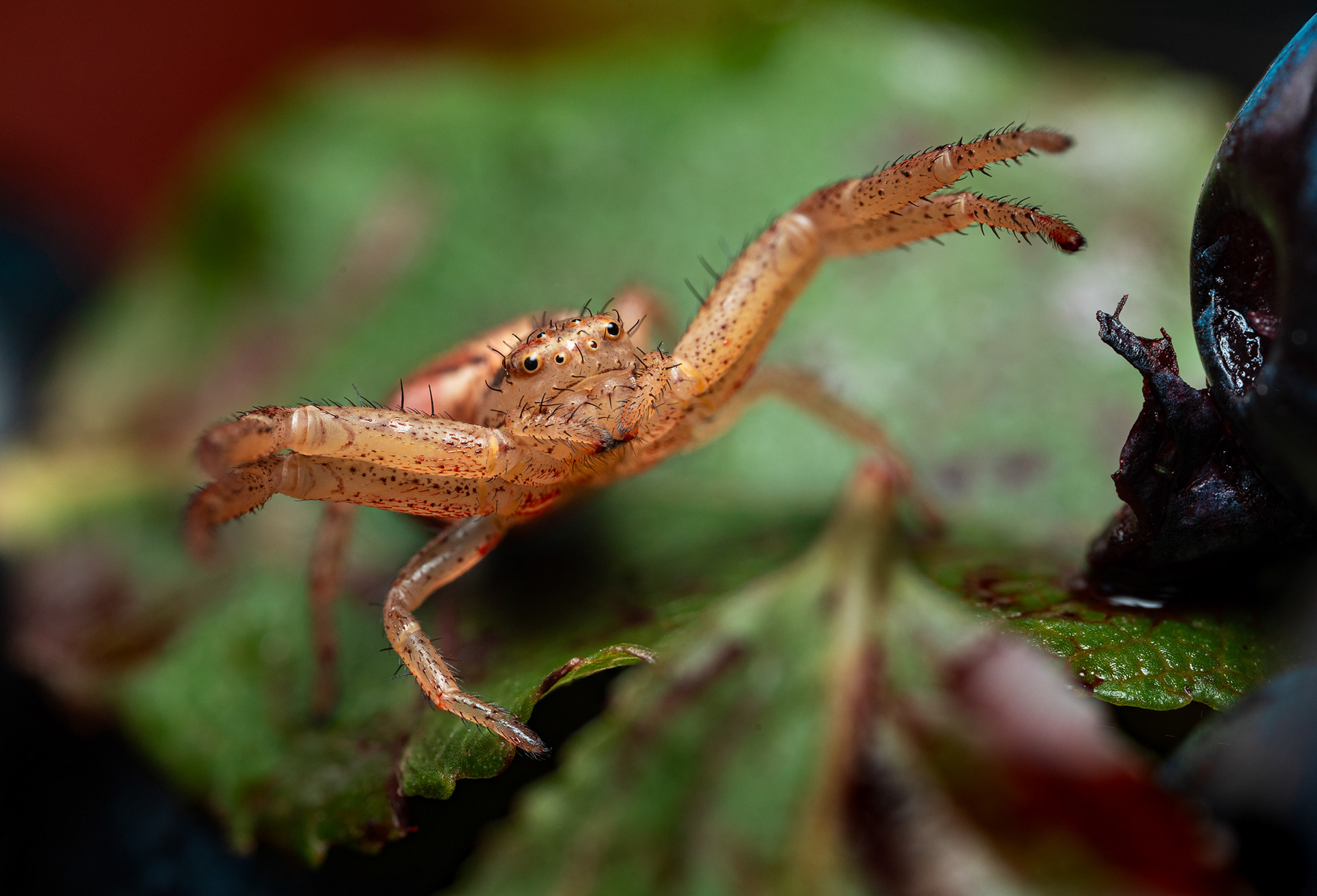 Rapuhämähäkki (27.7.2025)