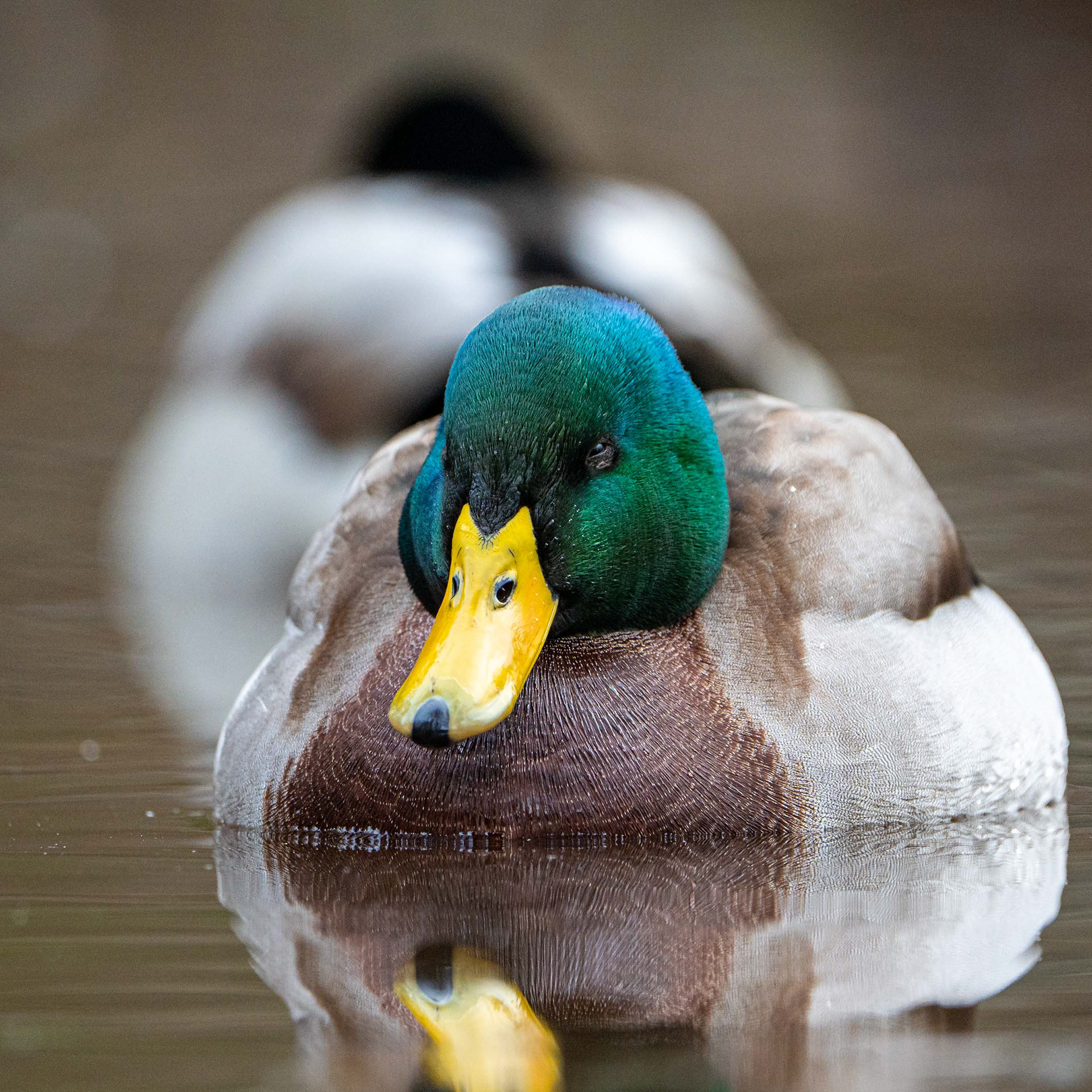 Sinisorsakoiras (10.2023)