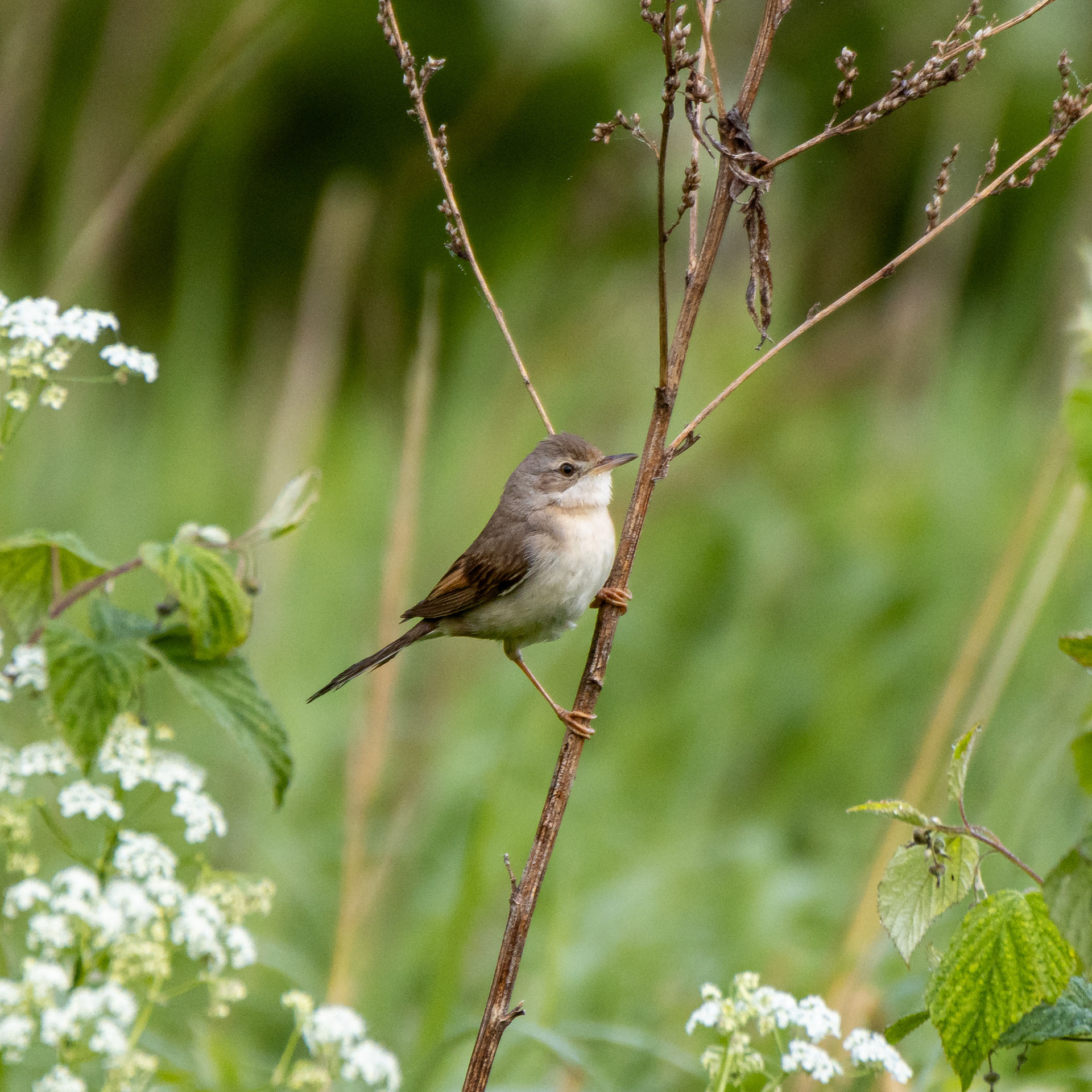 Pensaskertty (6.2022)