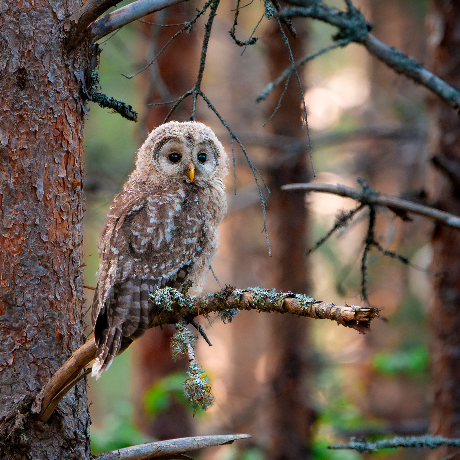 Viirupöllön poikanen (6.2025)