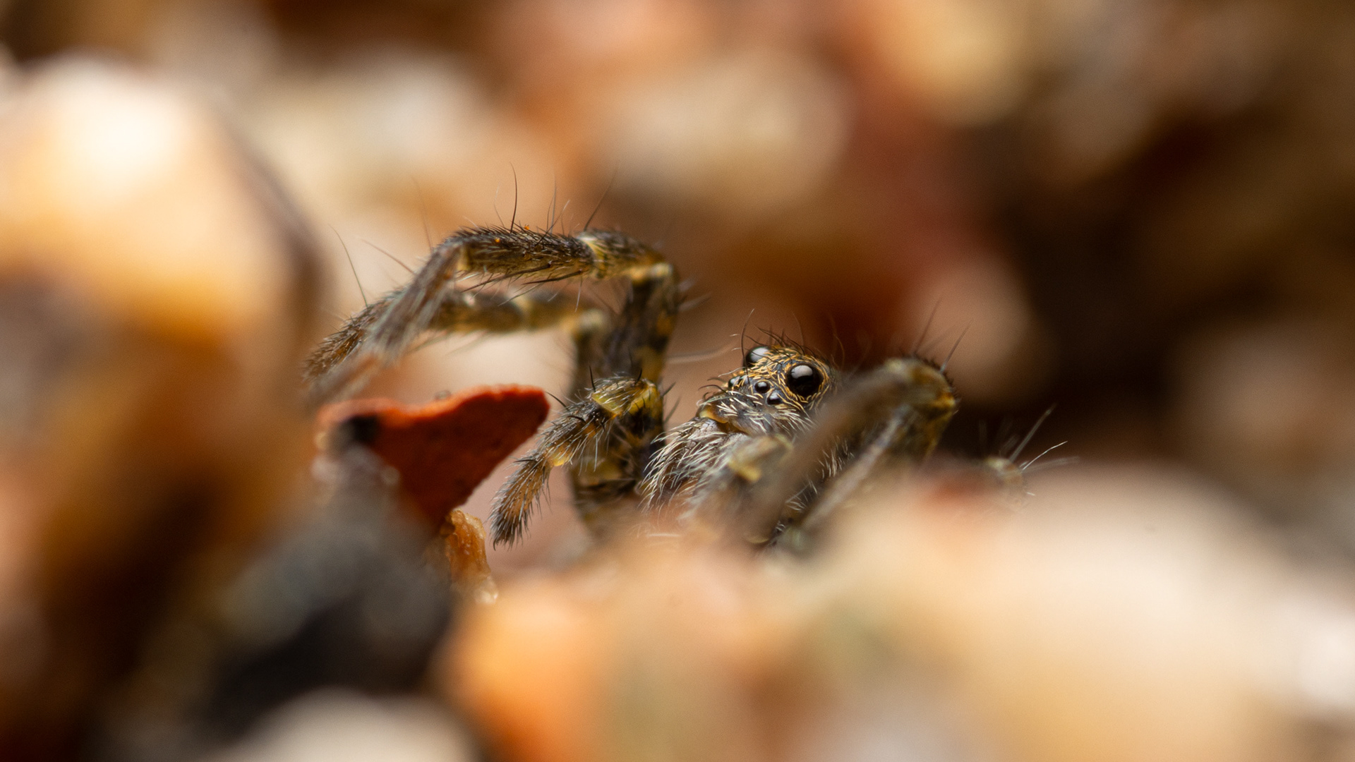 Juoksuhämähäkki (19.9.2021)