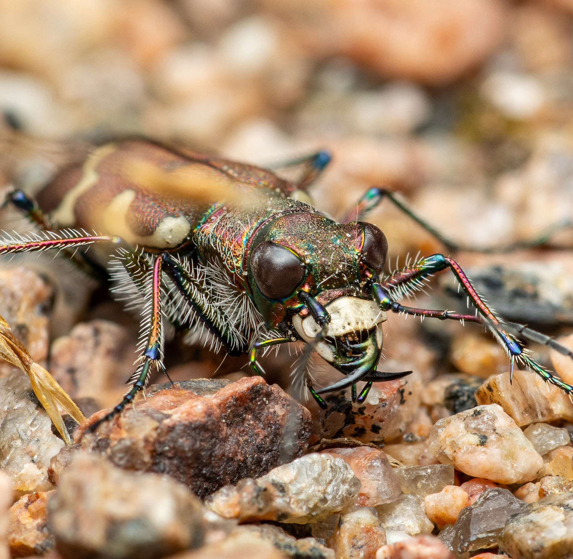 Hietikkokiitäjäinen (31.7.2023)