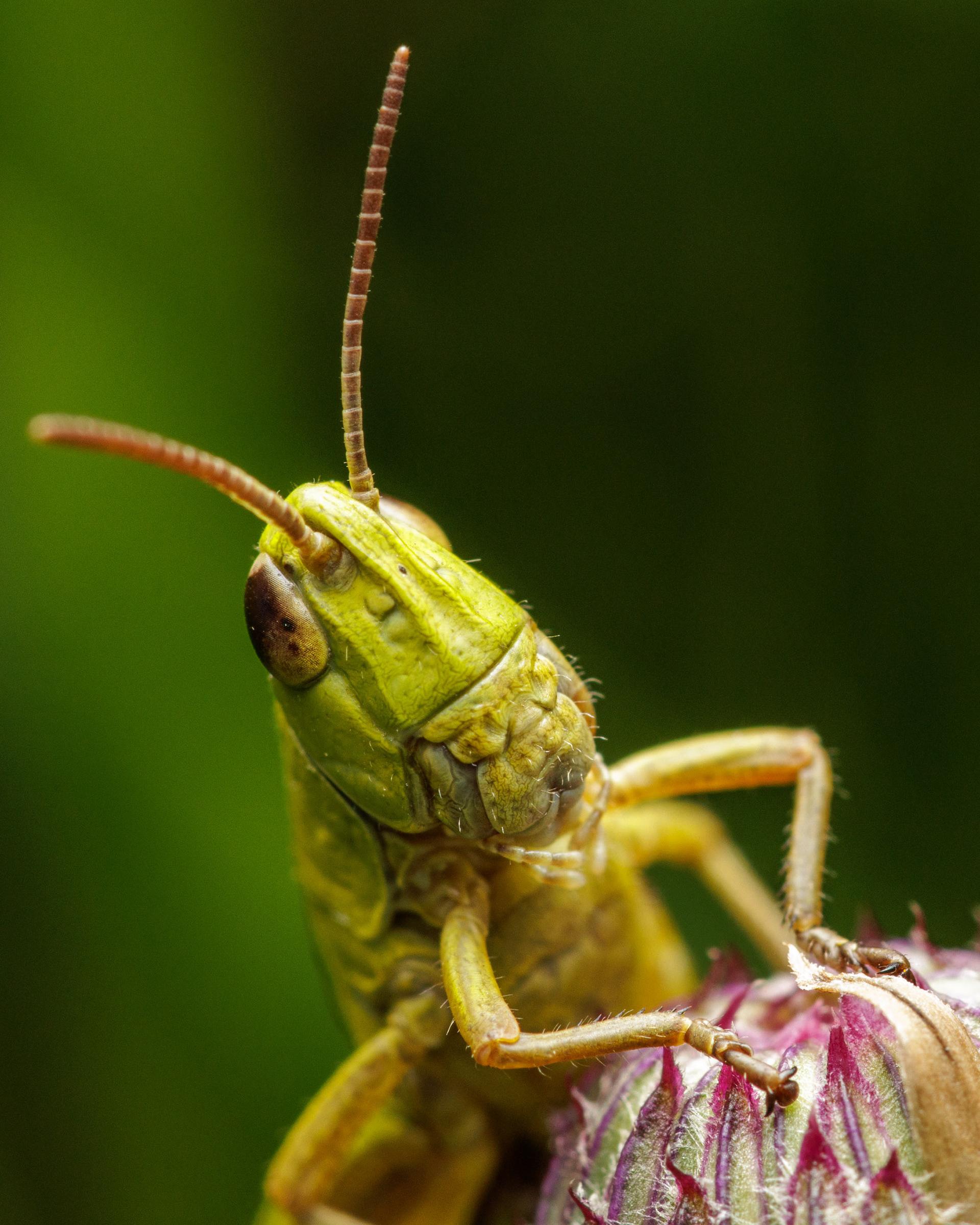 Heinäsirkka (20.7.2022)
