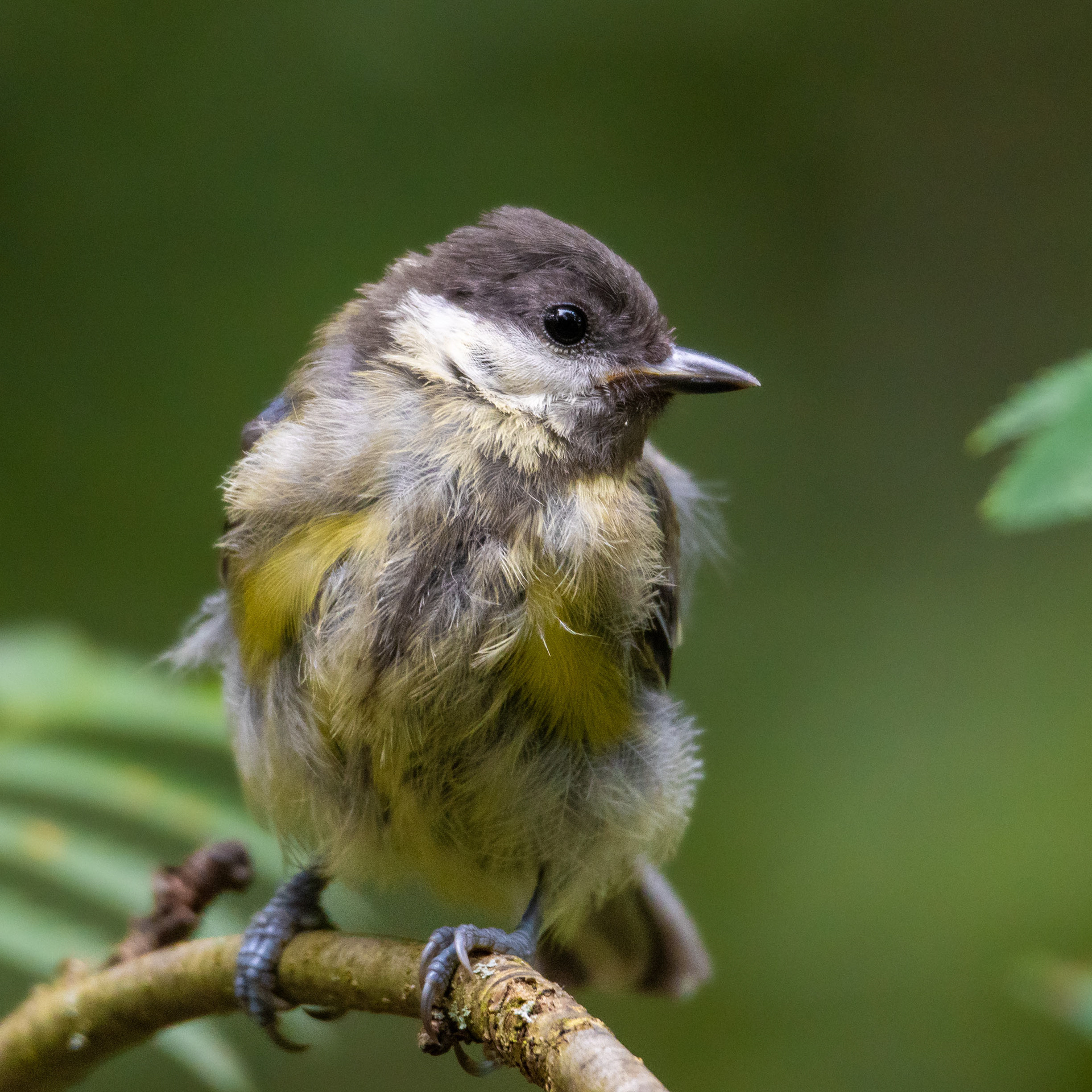 Talitiainen (7.2023)