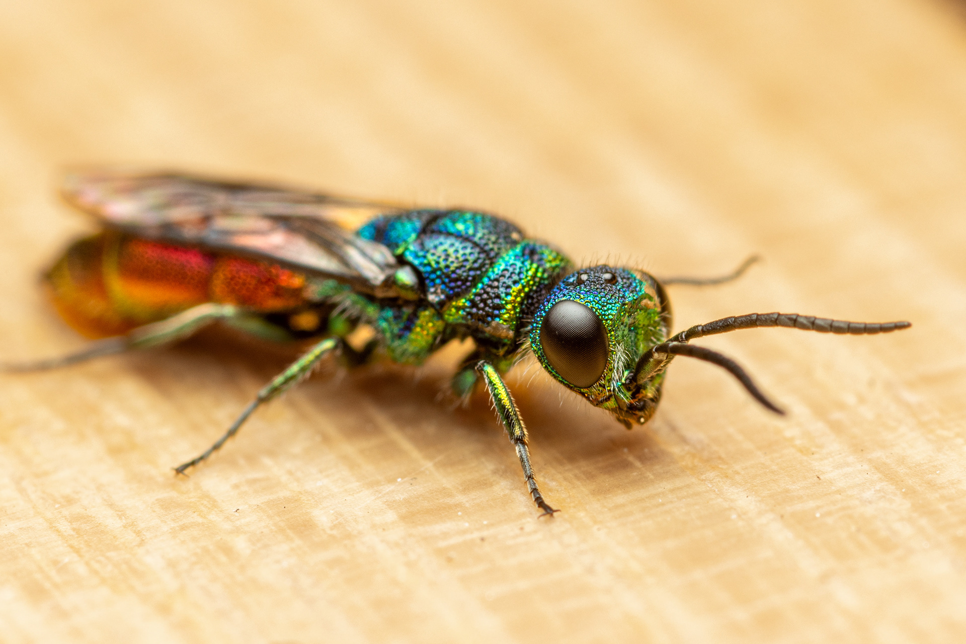 Kultapistiäinen (24.6.2023)