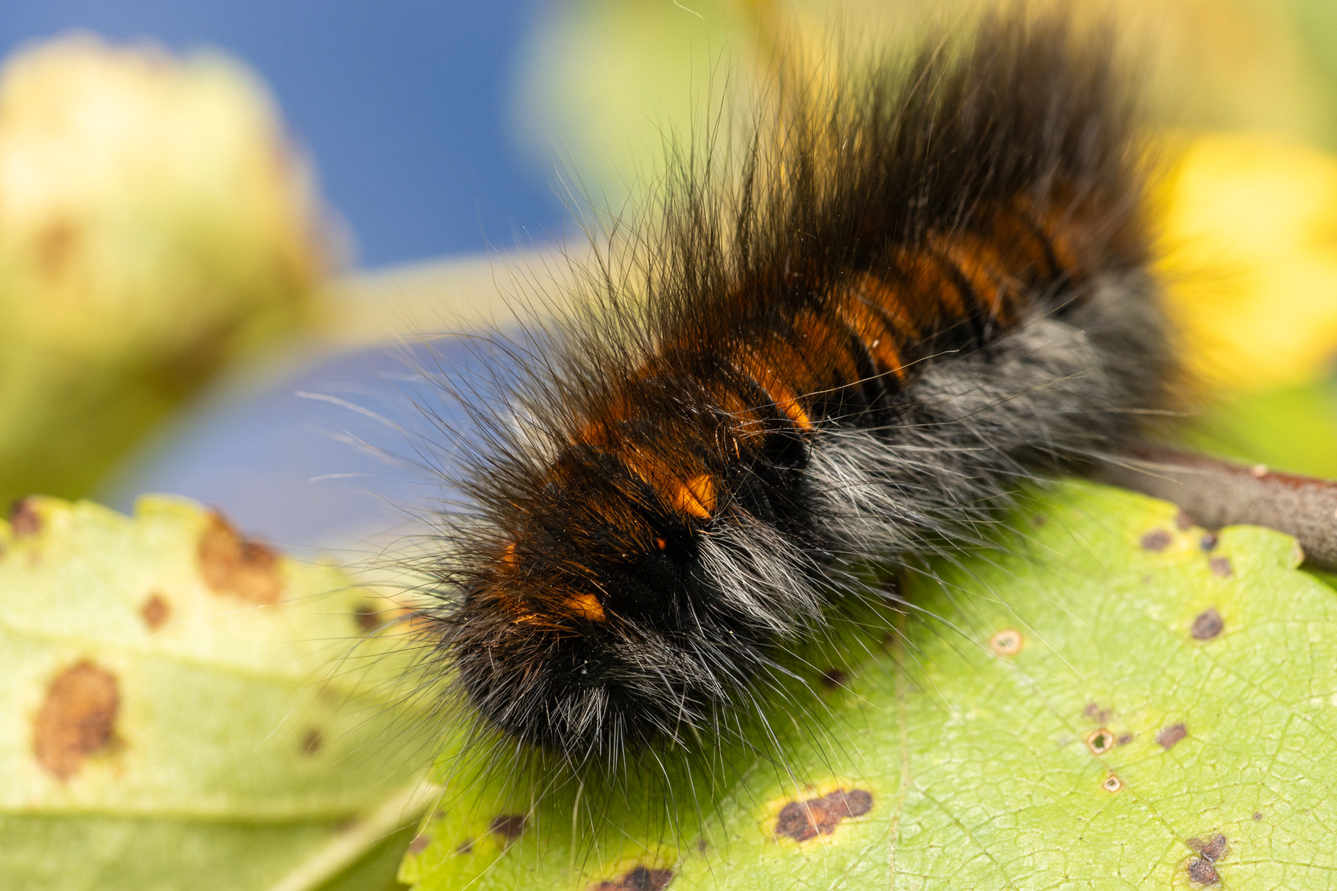 Heinähukan toukka (9.8.2021)