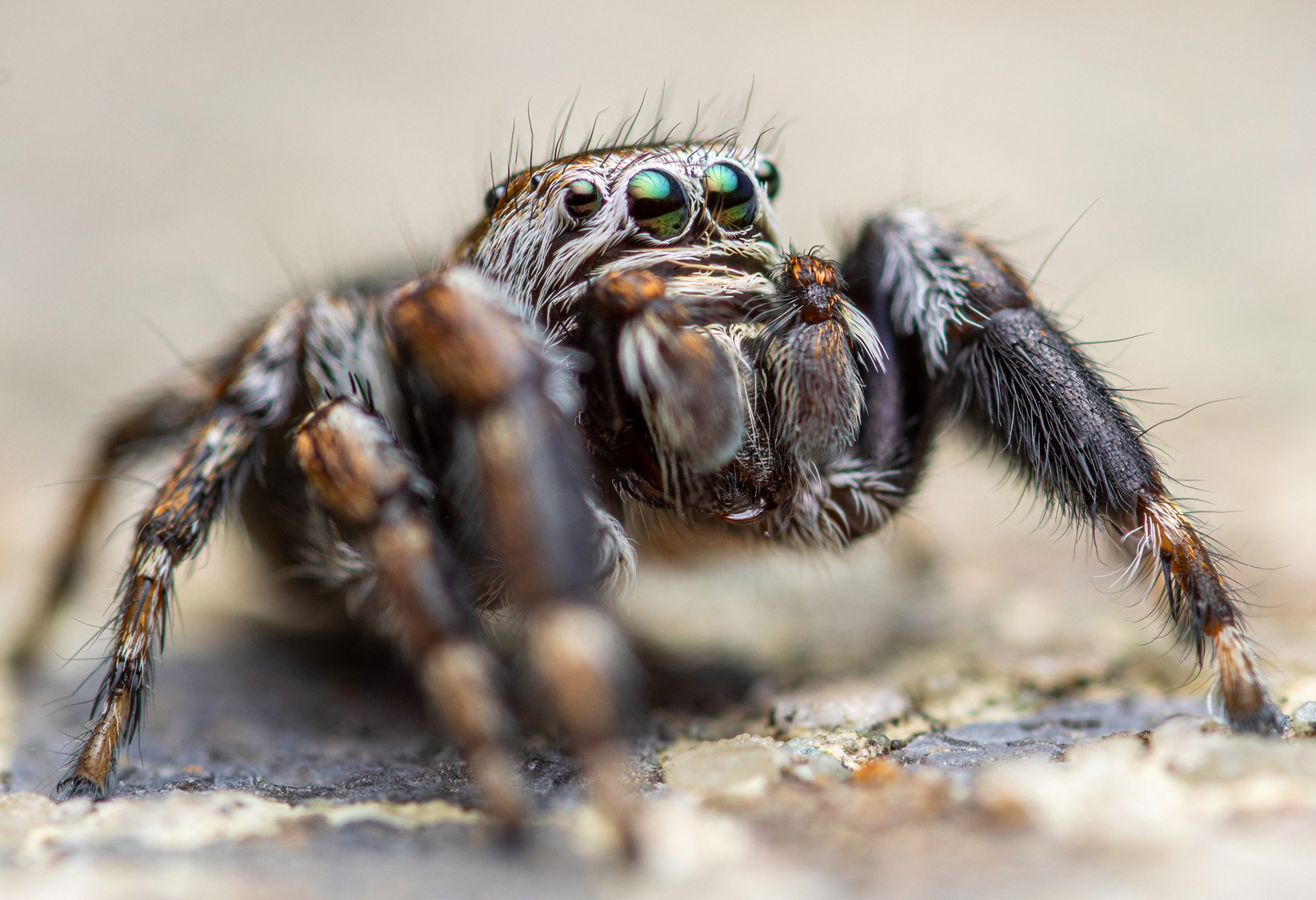 Sankasirppihypykki (25.7.2023)