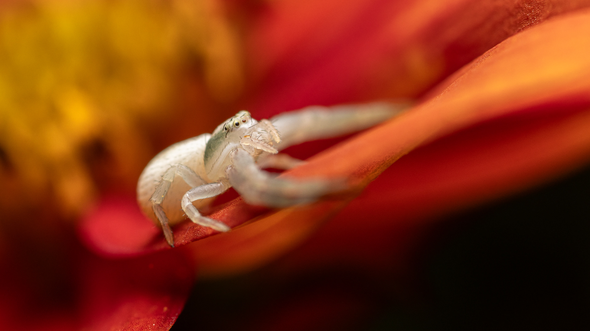 Kukkahämähäkki (28.8.2021)