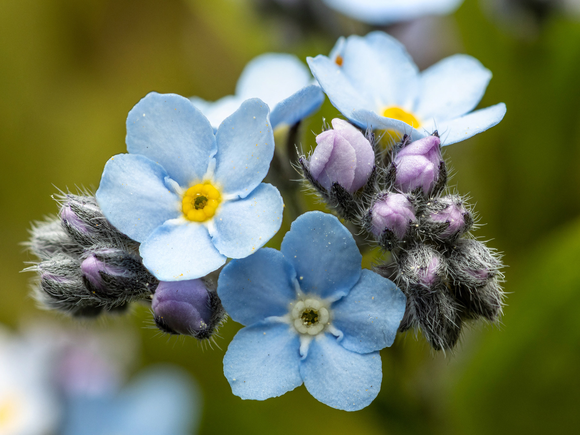 Lemmikki (26.5.2022)