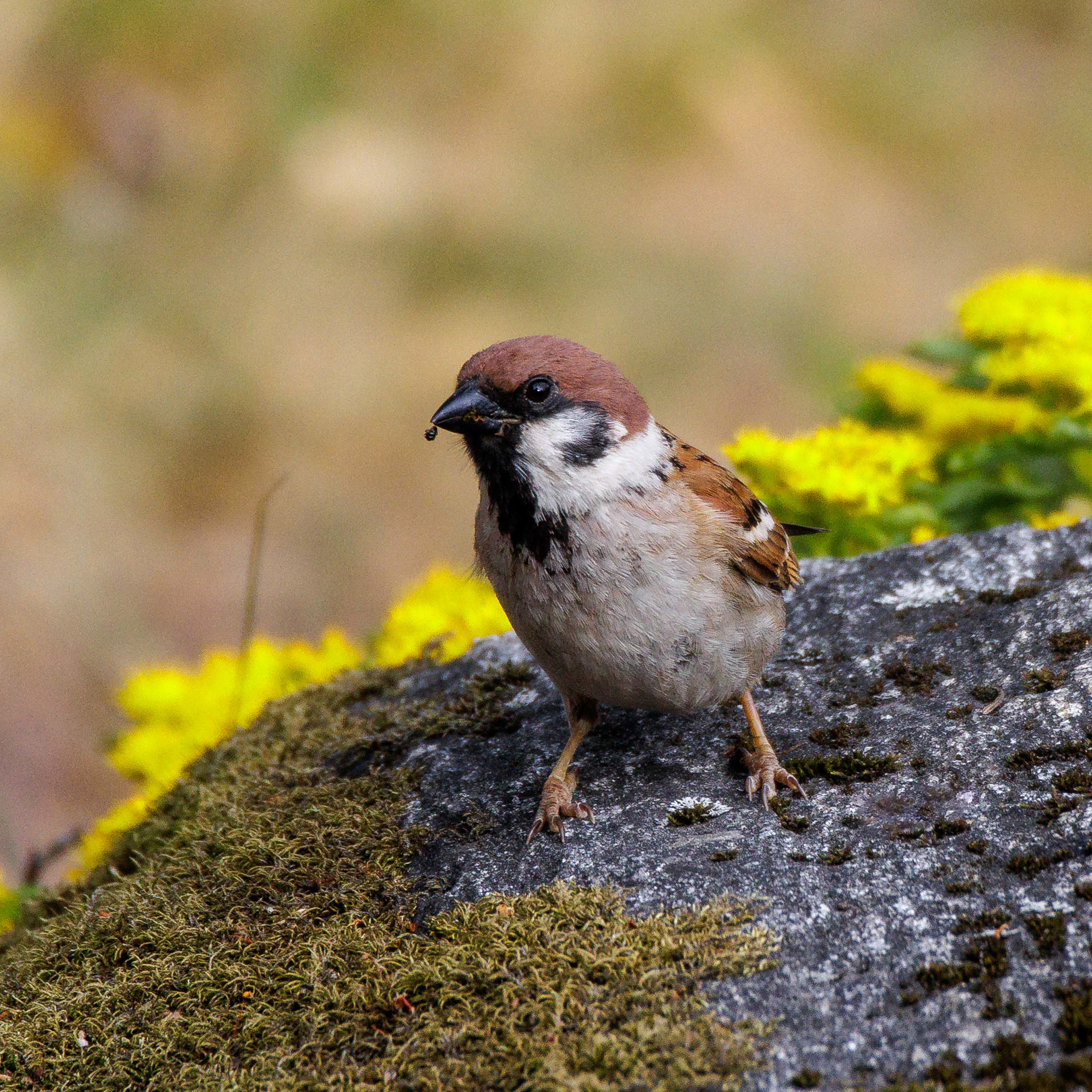 Pikkuvarpunen (8.2022)