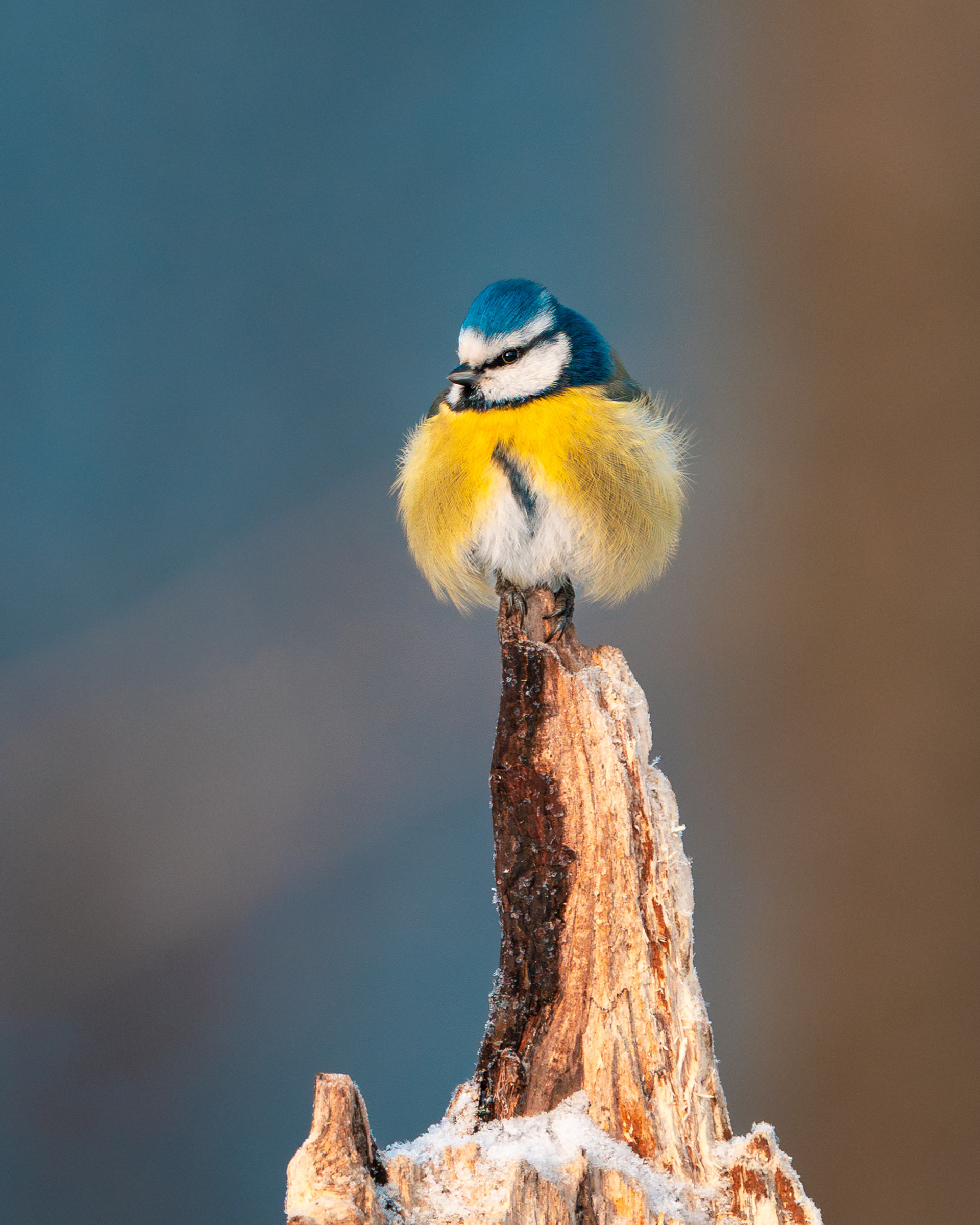 Sinitiainen (1.2026)