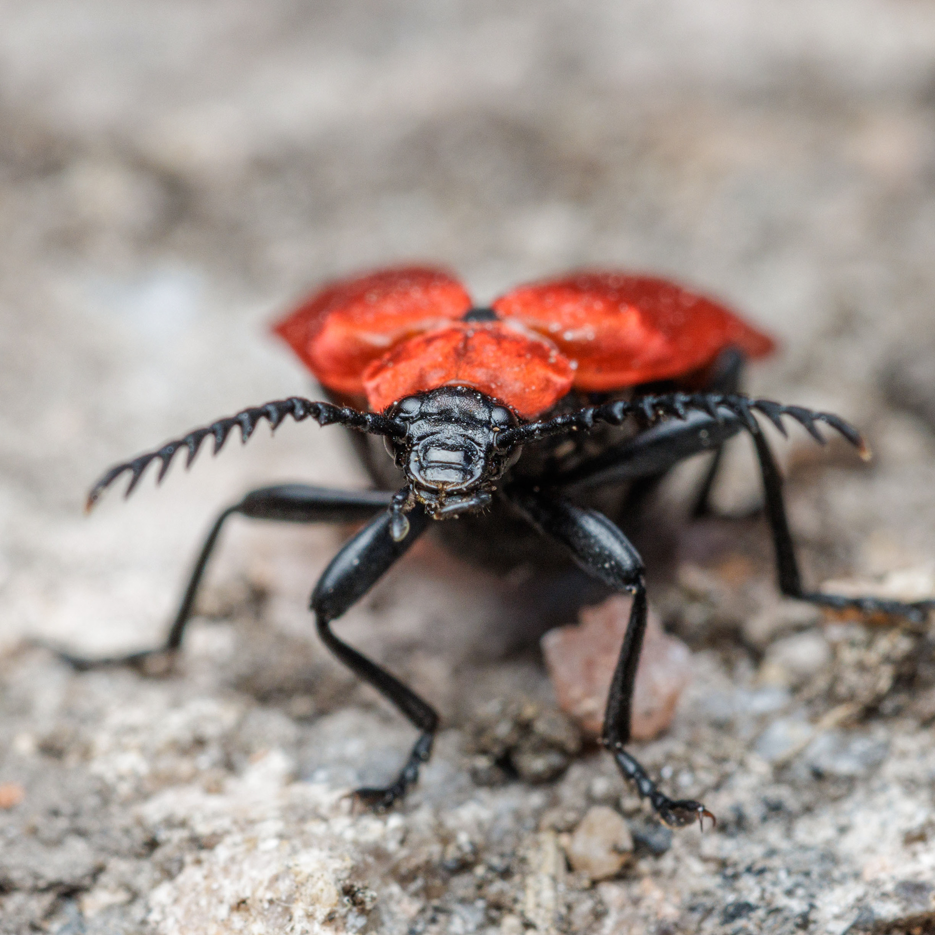 Punahelokuoriainen (24.6.2022)