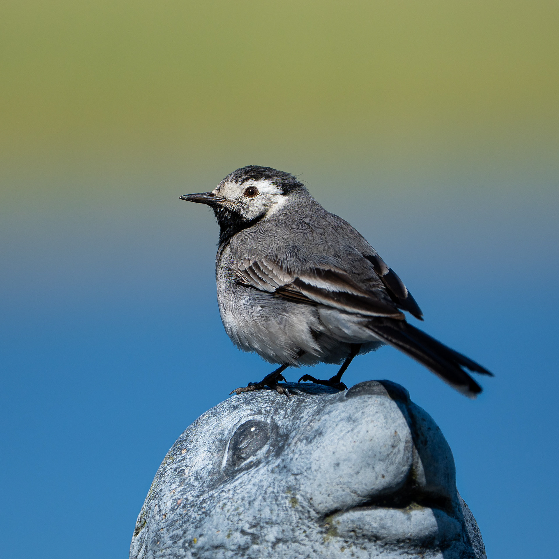 Västäräkki (6.2024)