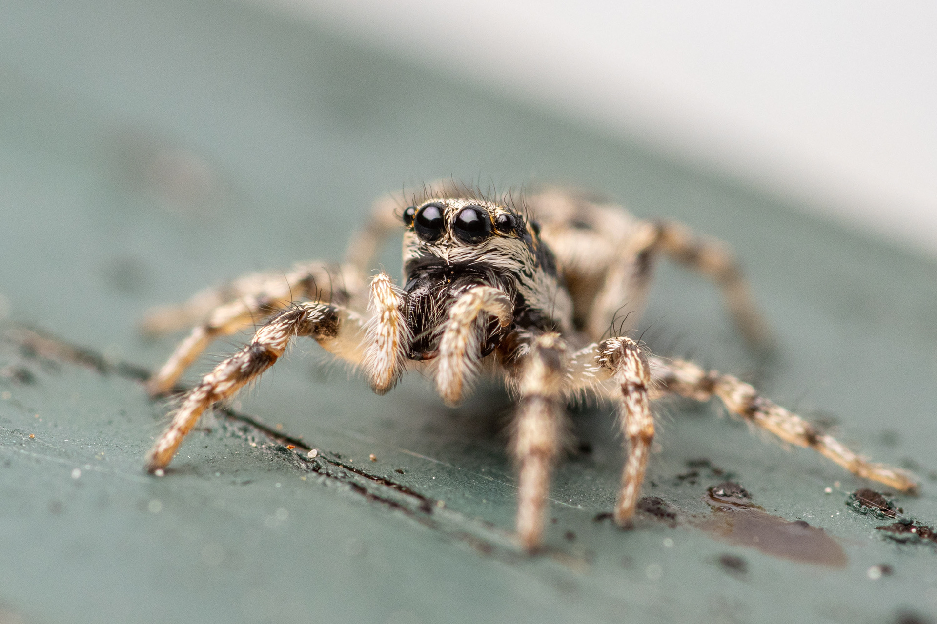 Runkoseeprahypykki (25.7.2023)