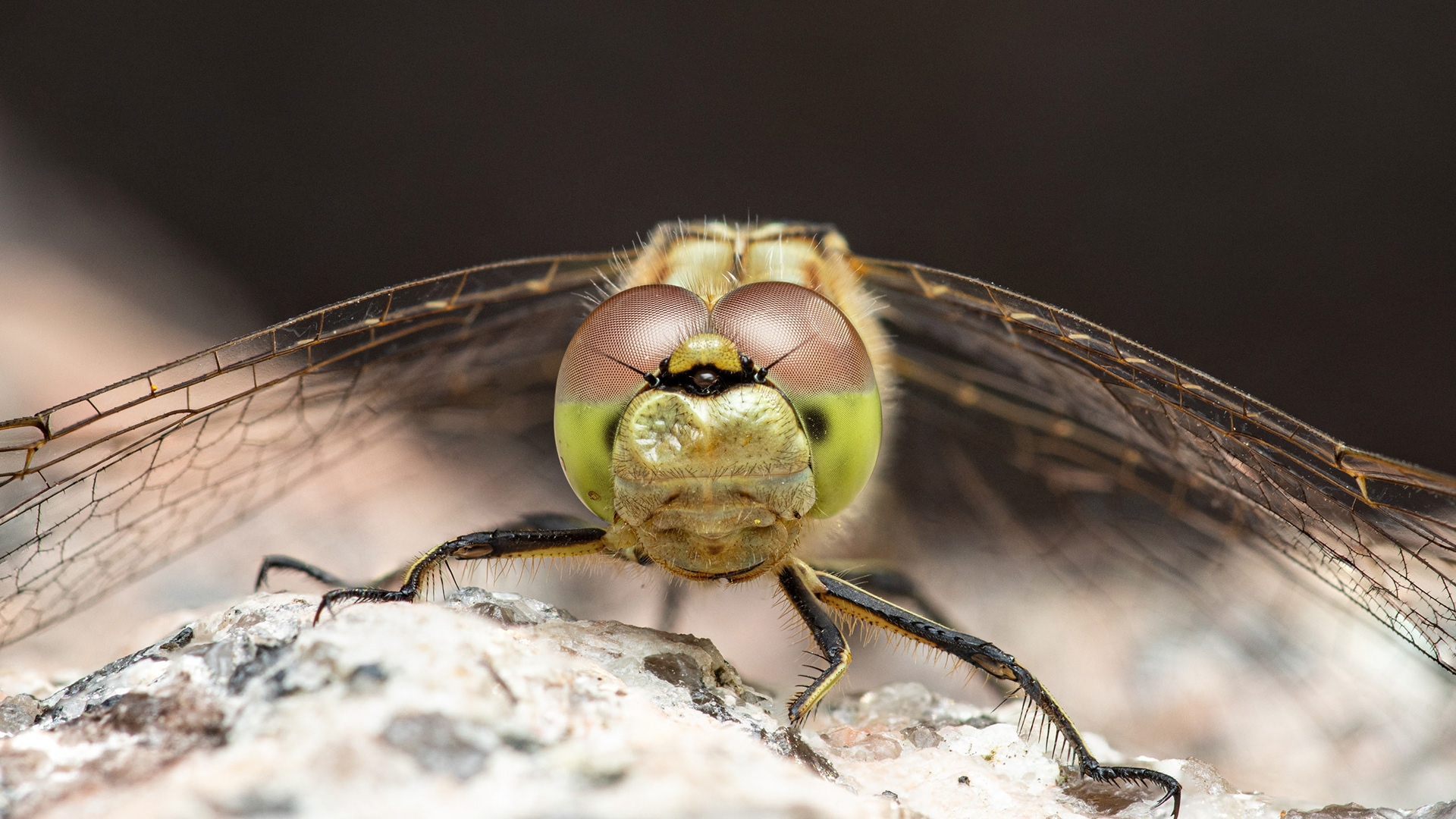 Punasyyskorento (31.7.2023)