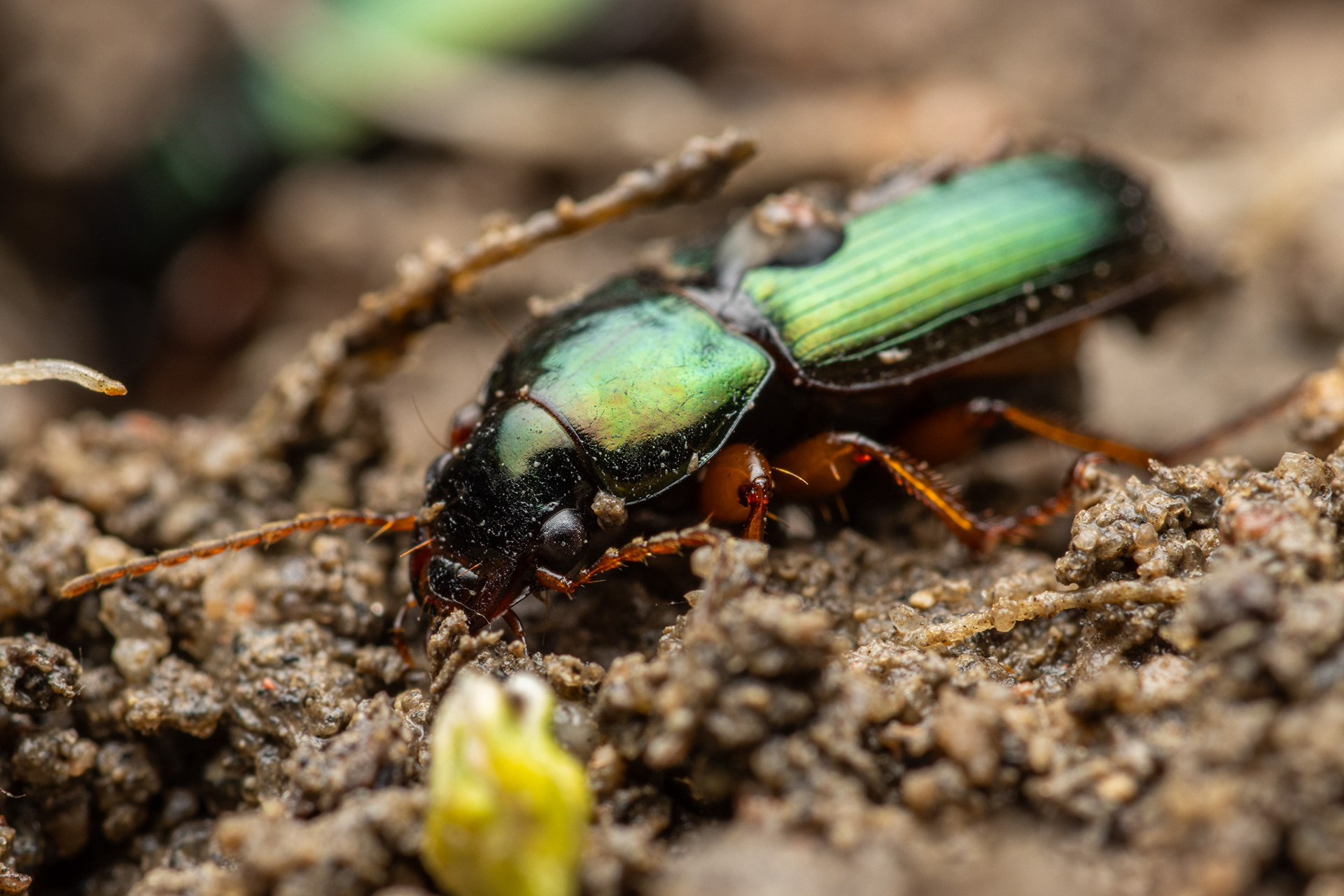 Kaarnasysikiitäjäinen (11.9.2021)