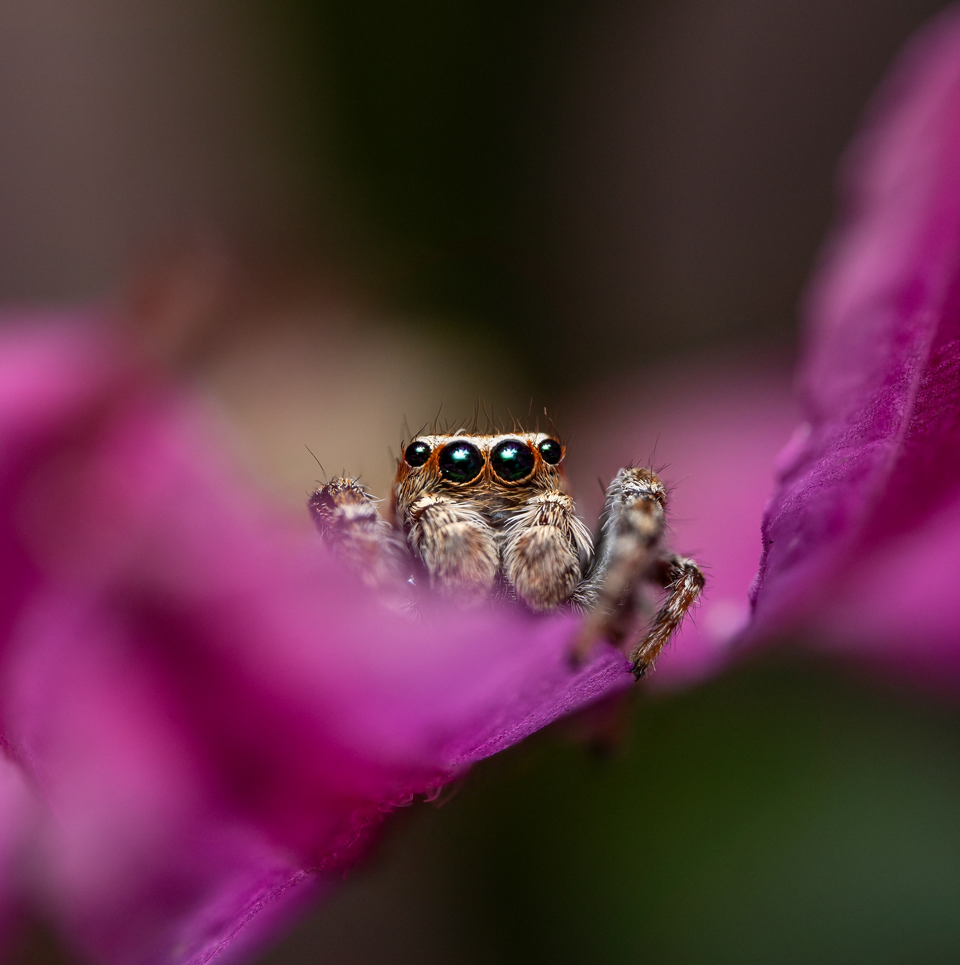 Kangassirppihypykki (23.6.2024)