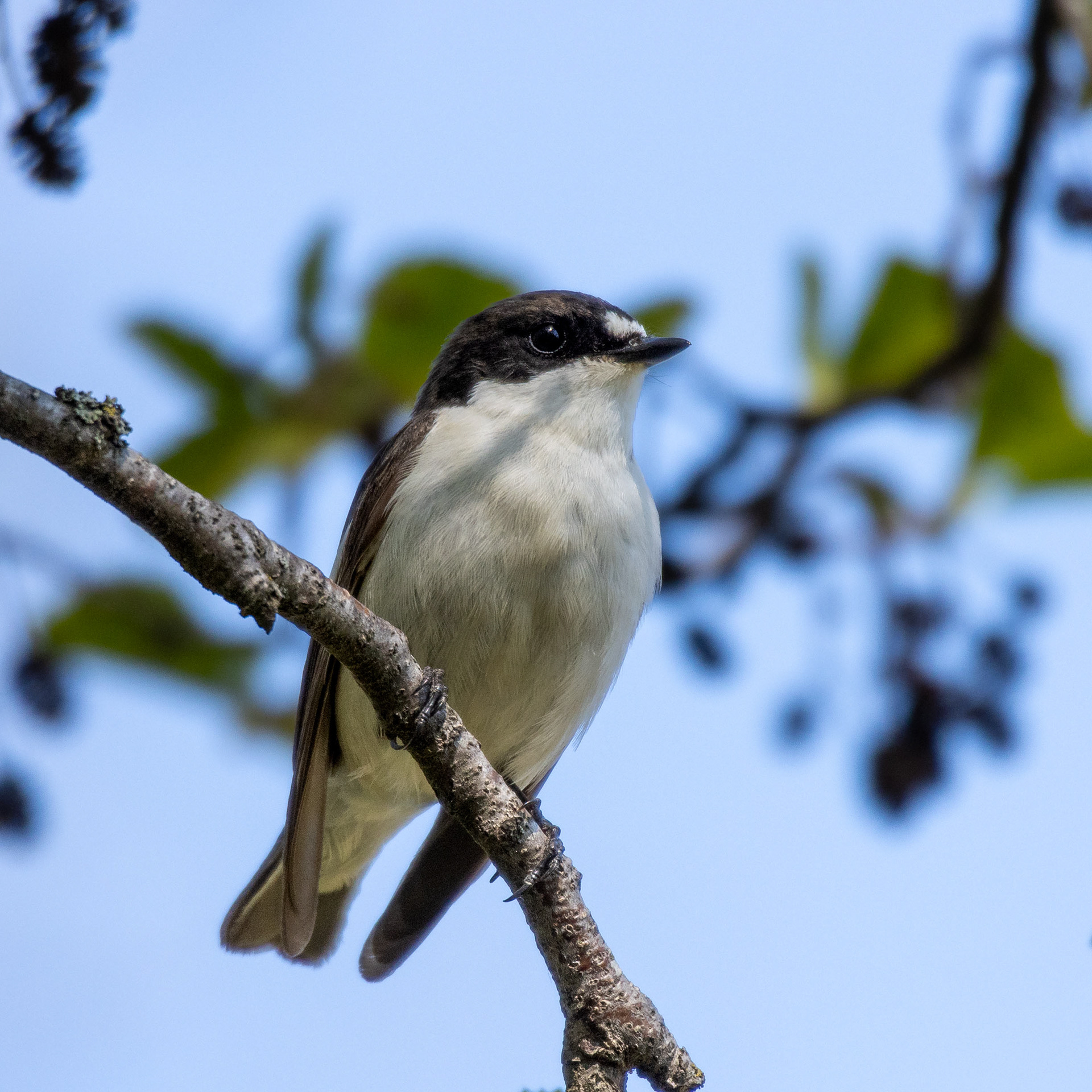 Kirjosieppo (5.2023)