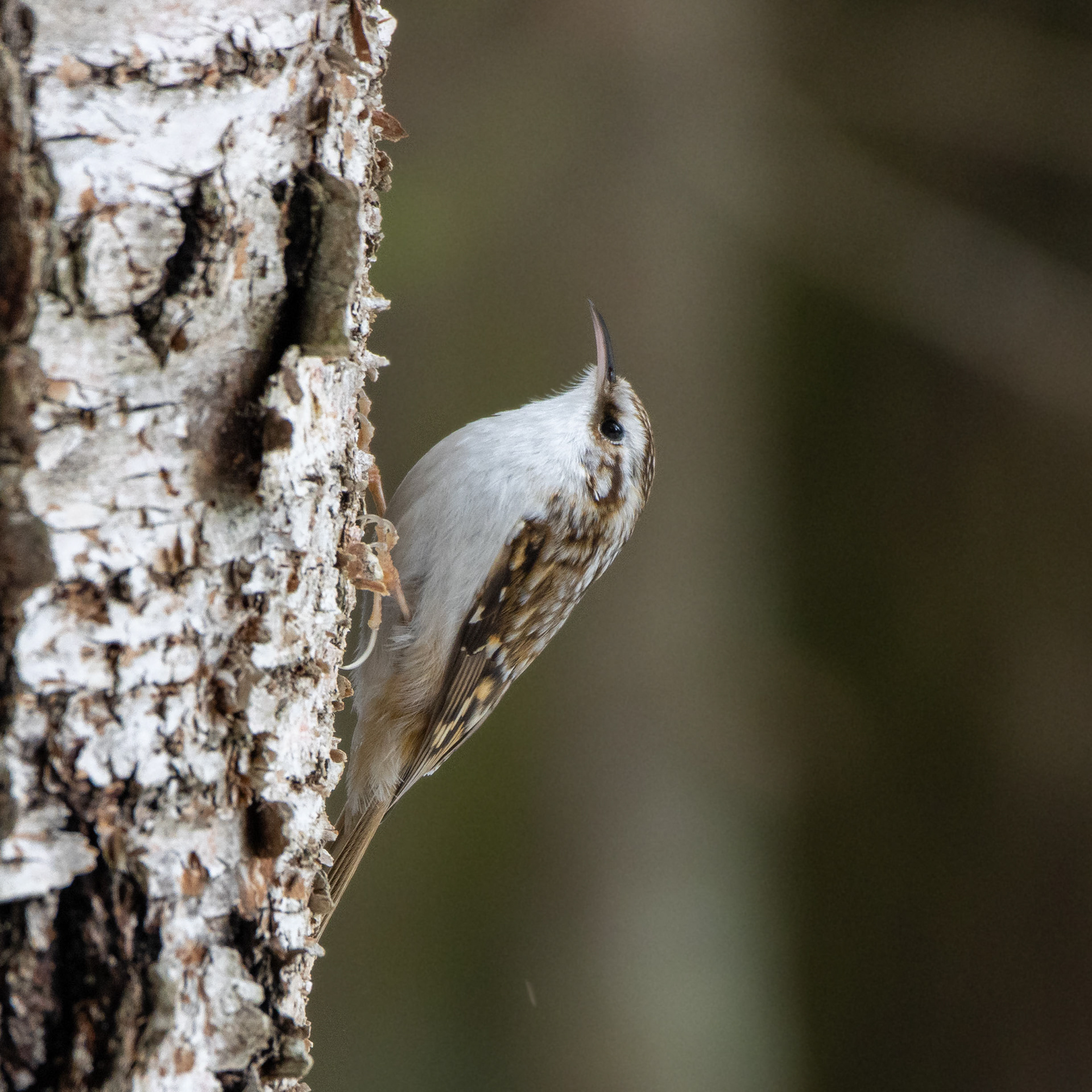 Puukiipijä (3.2021)