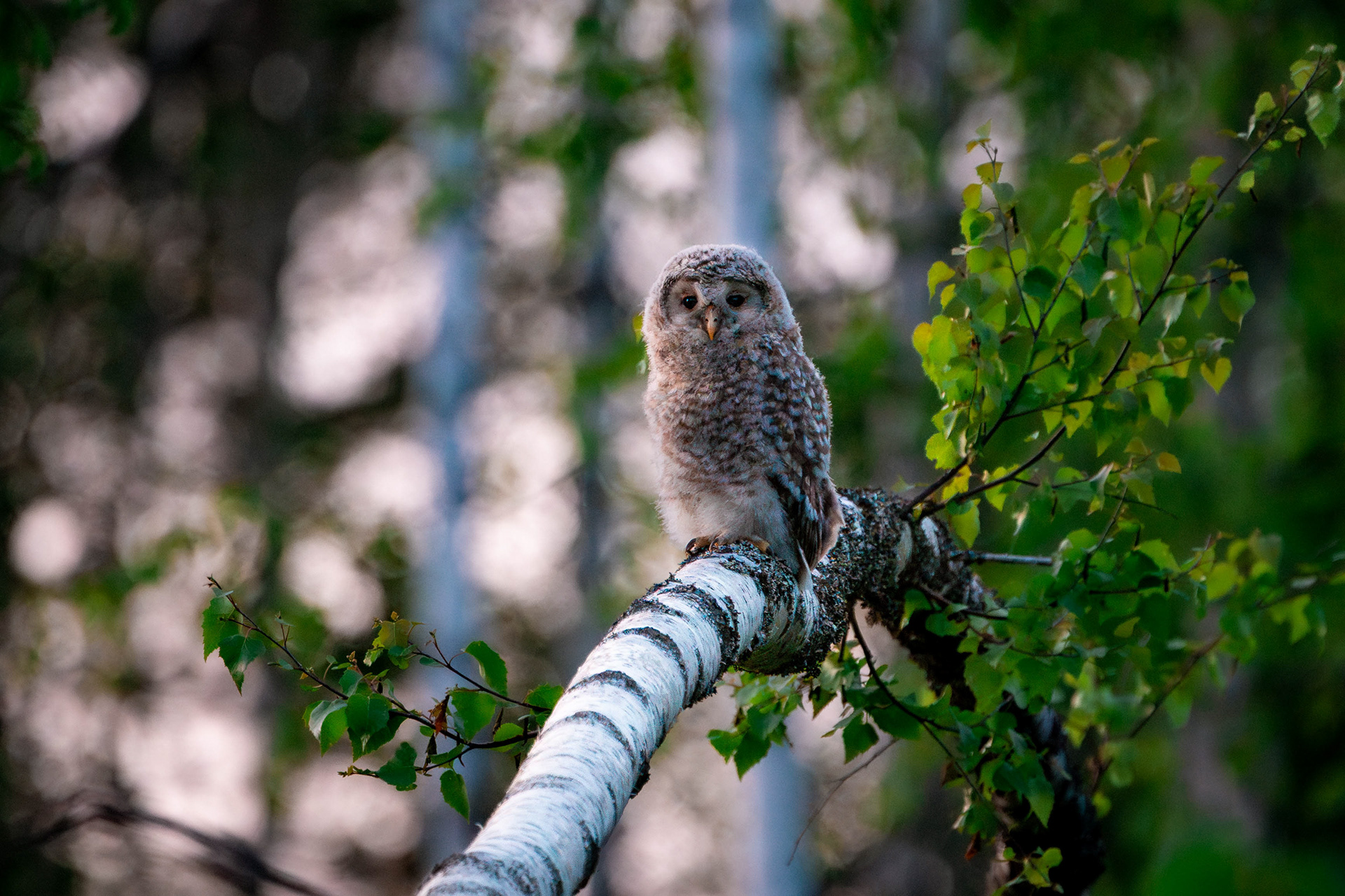 Viirupöllön poikanen (6.2025)