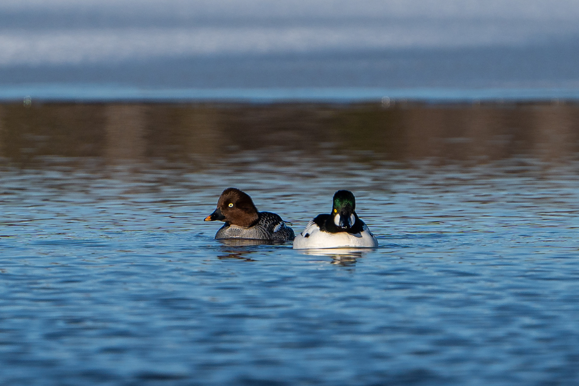 Telkkäpari (4.2024)