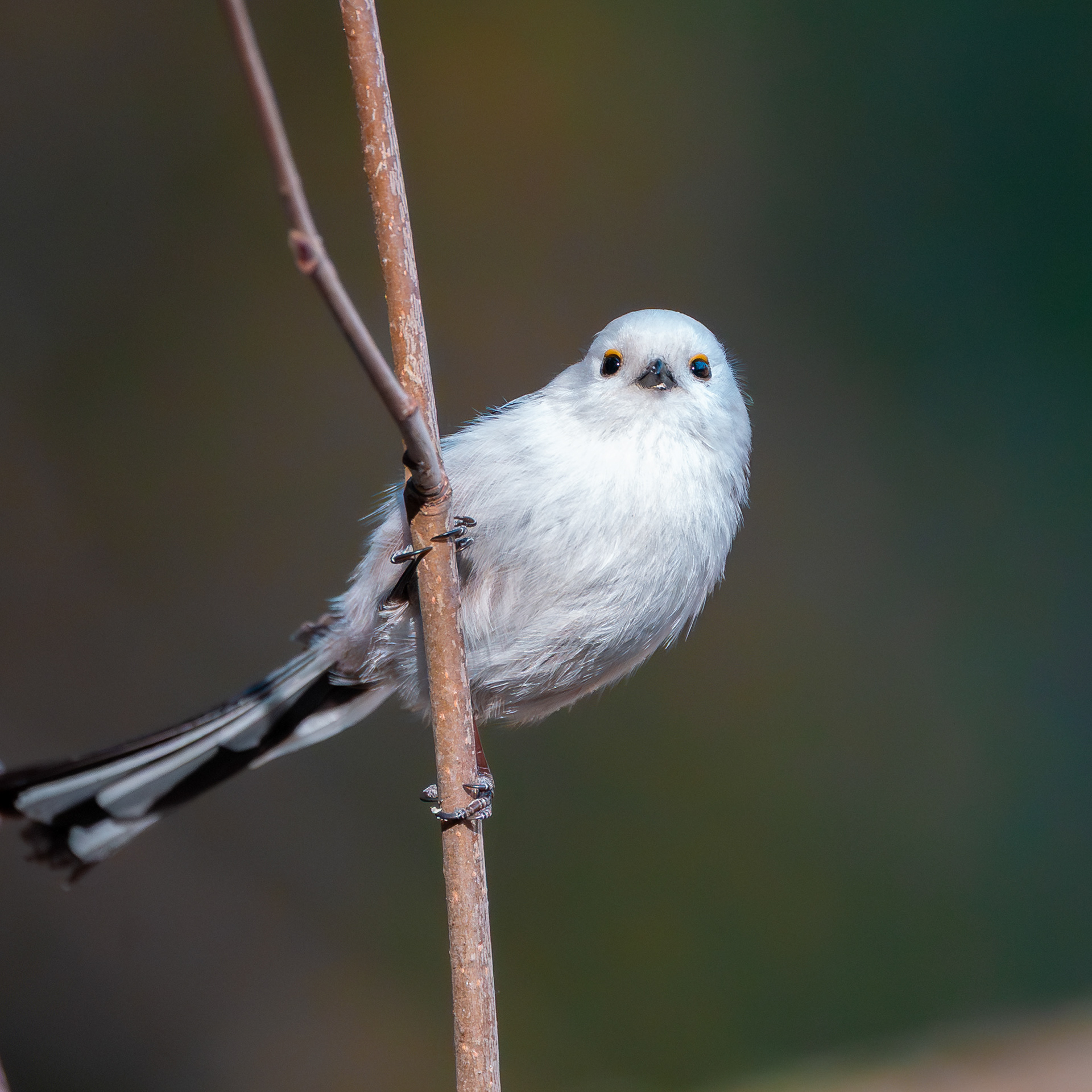 Pyrstötiainen (3.2025)