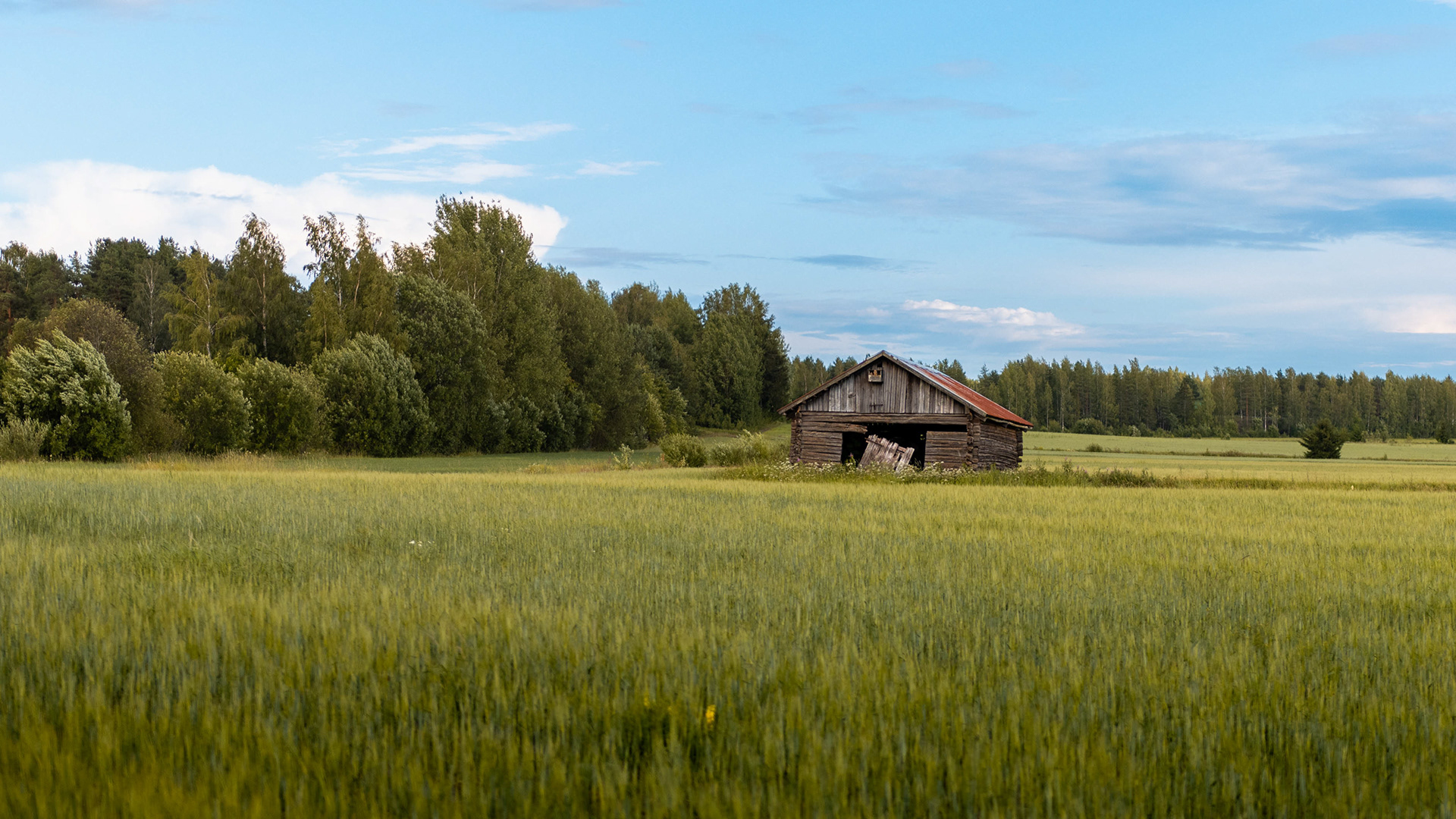 Peltomaisemaa Keltissä (7.2023)