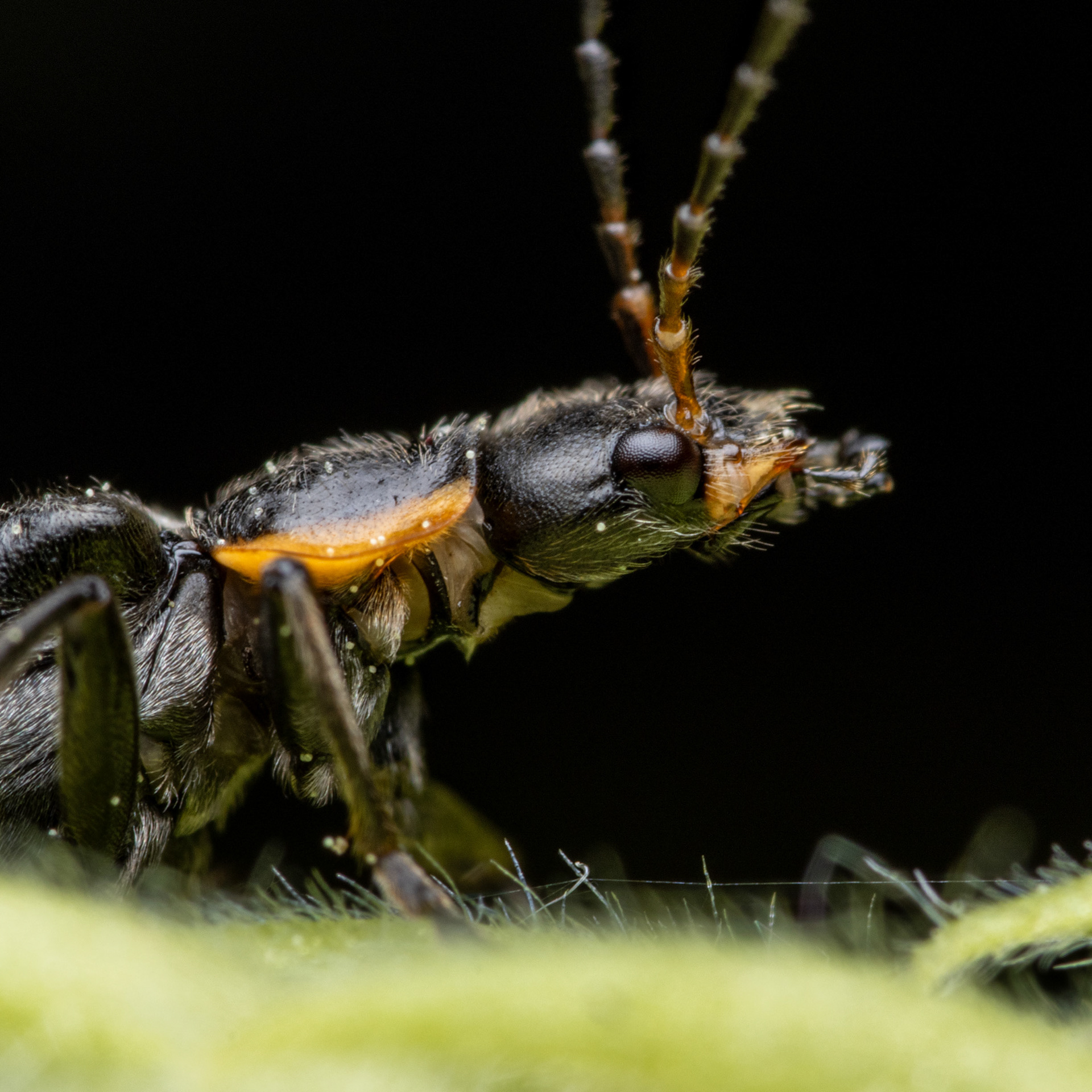 Sylkikuoriainen (11.6.2022)