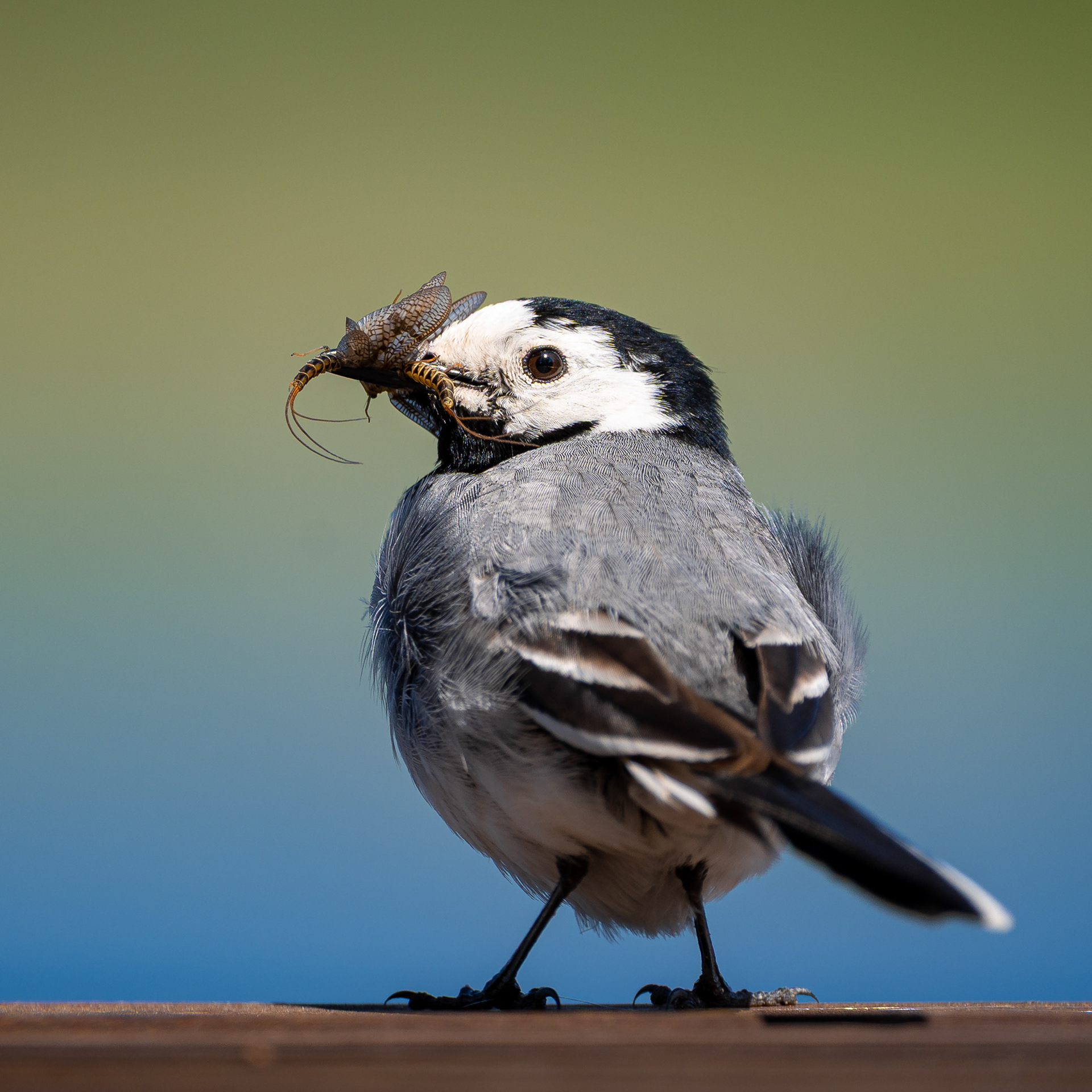 Västäräkki (6.2025)