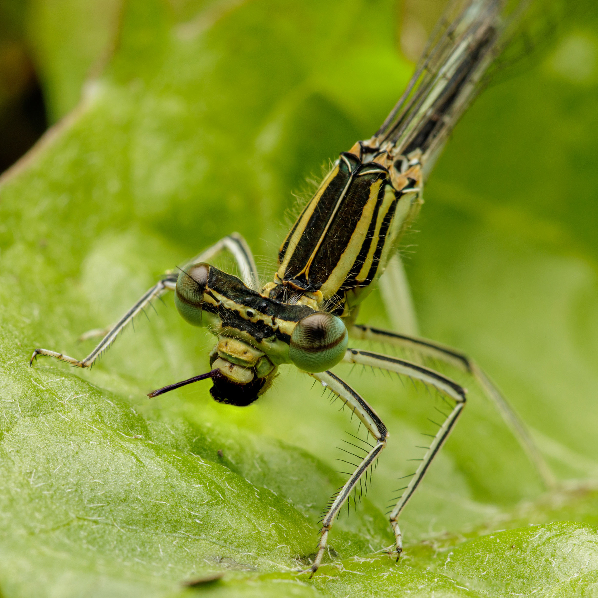 Tytönkorento (20.7.2022)