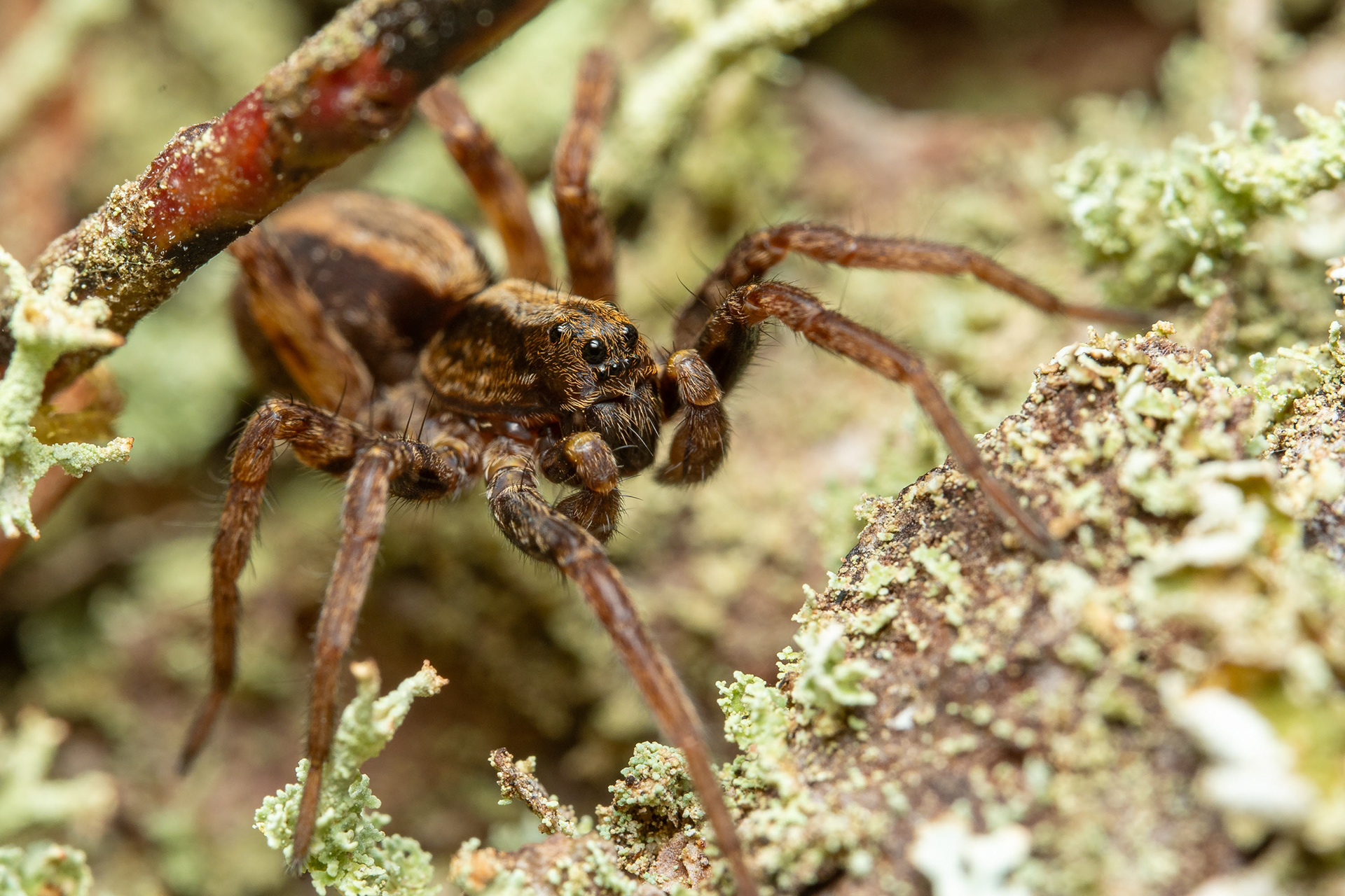 Juoksuhämähäkki (14.5.2024)