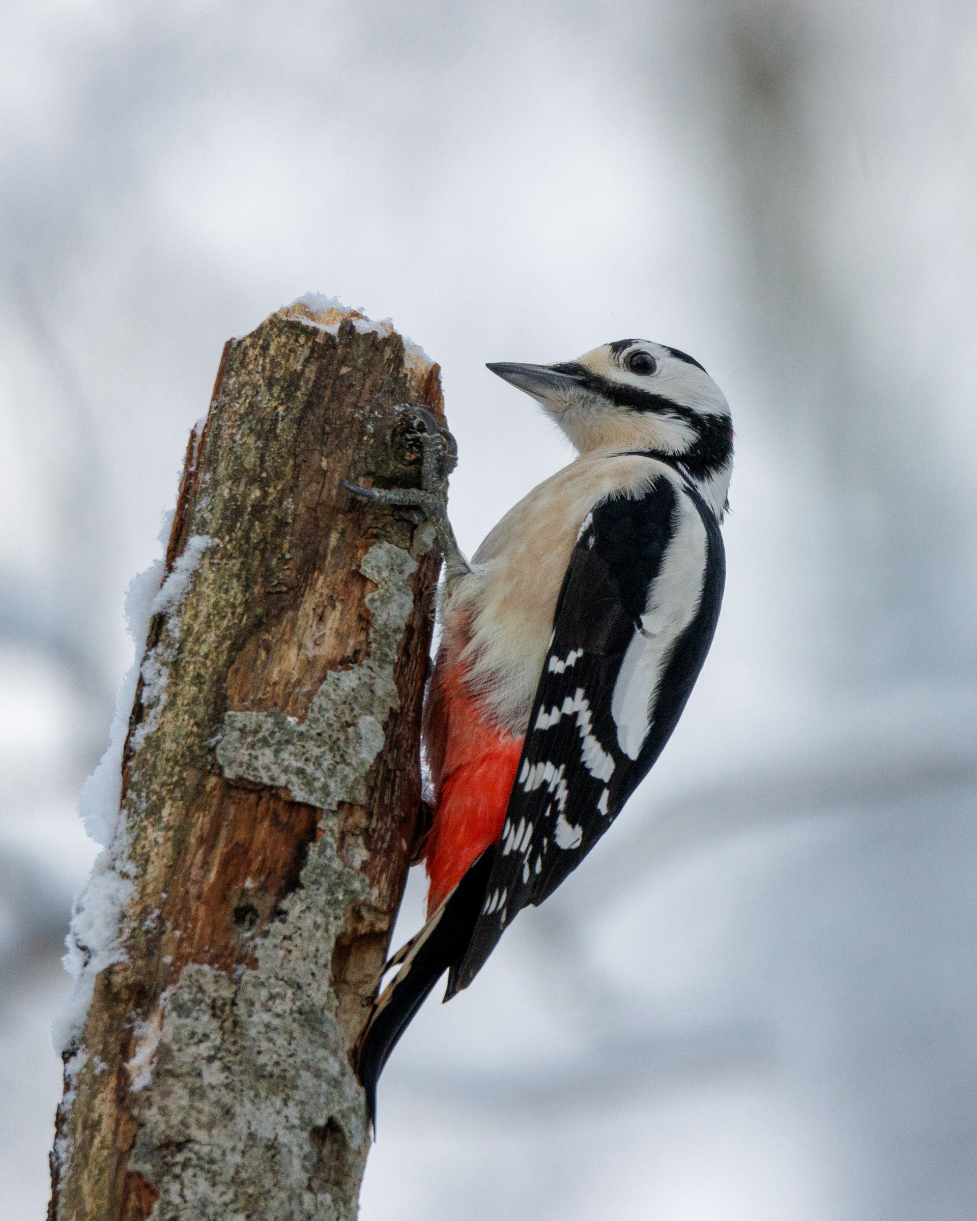 Käpytikka (12.2022)