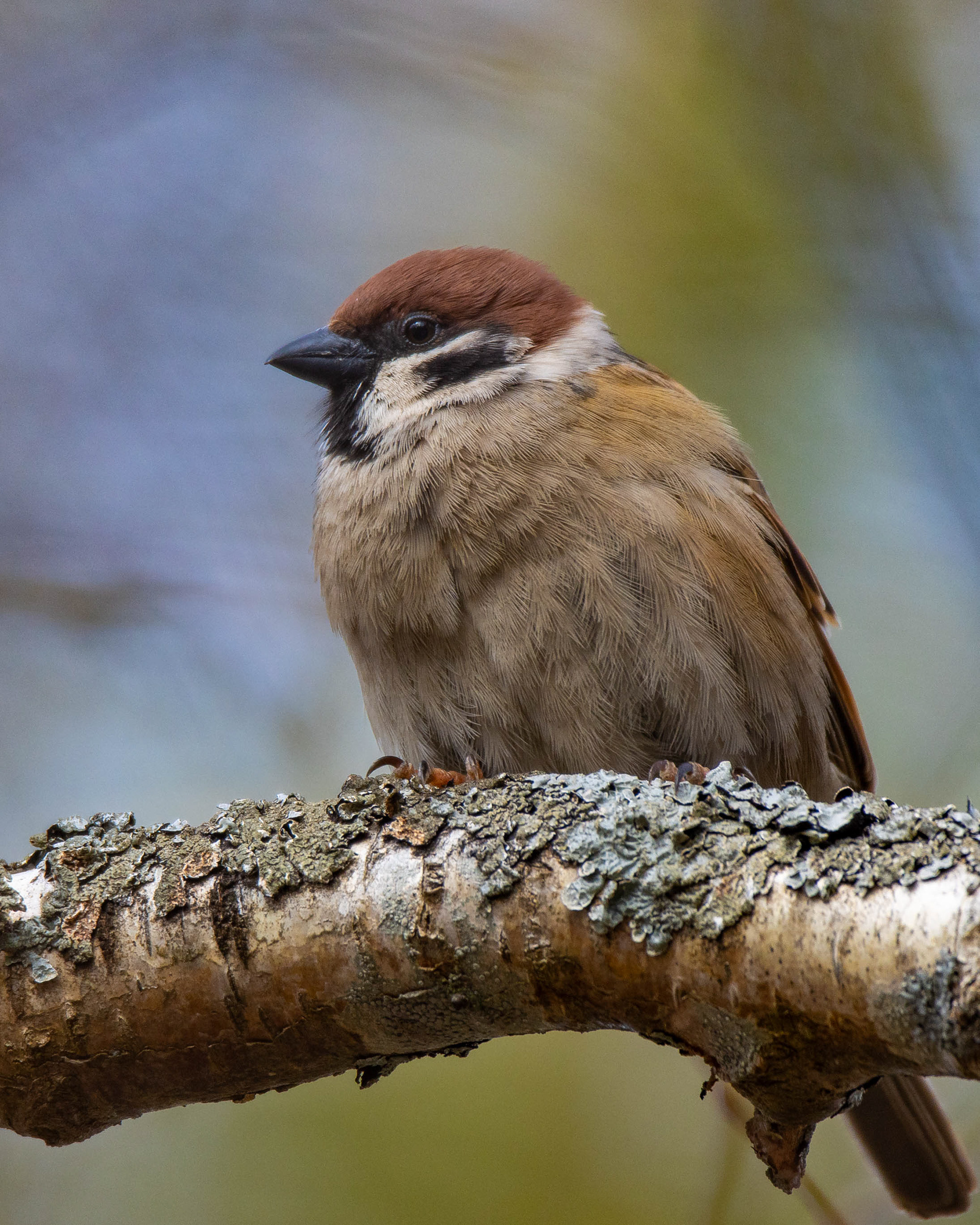 Pikkuvarpunen (4.2023)